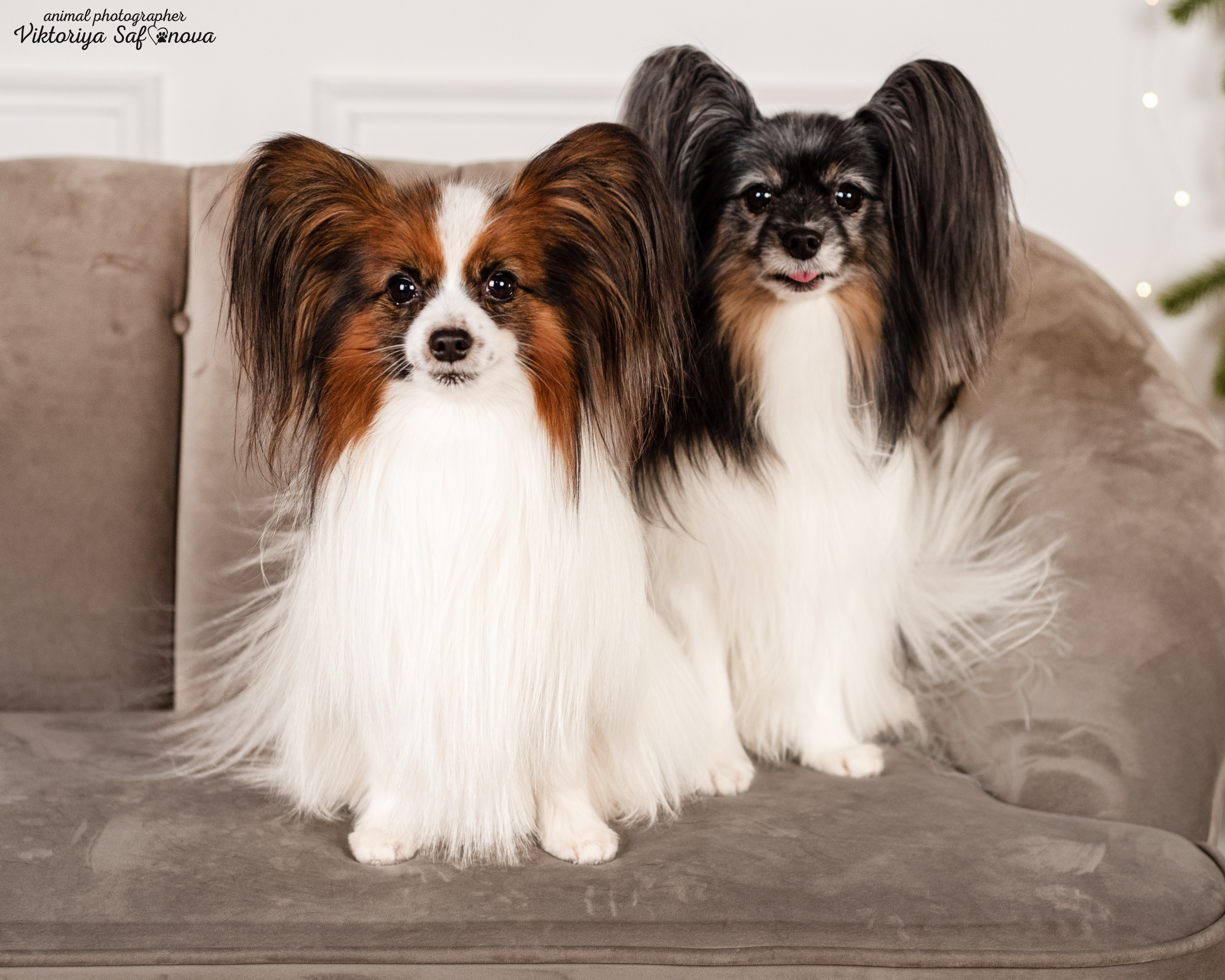 Федя и Шустрый. Фотограф анималист Благовещенск. Сафонова Виктория