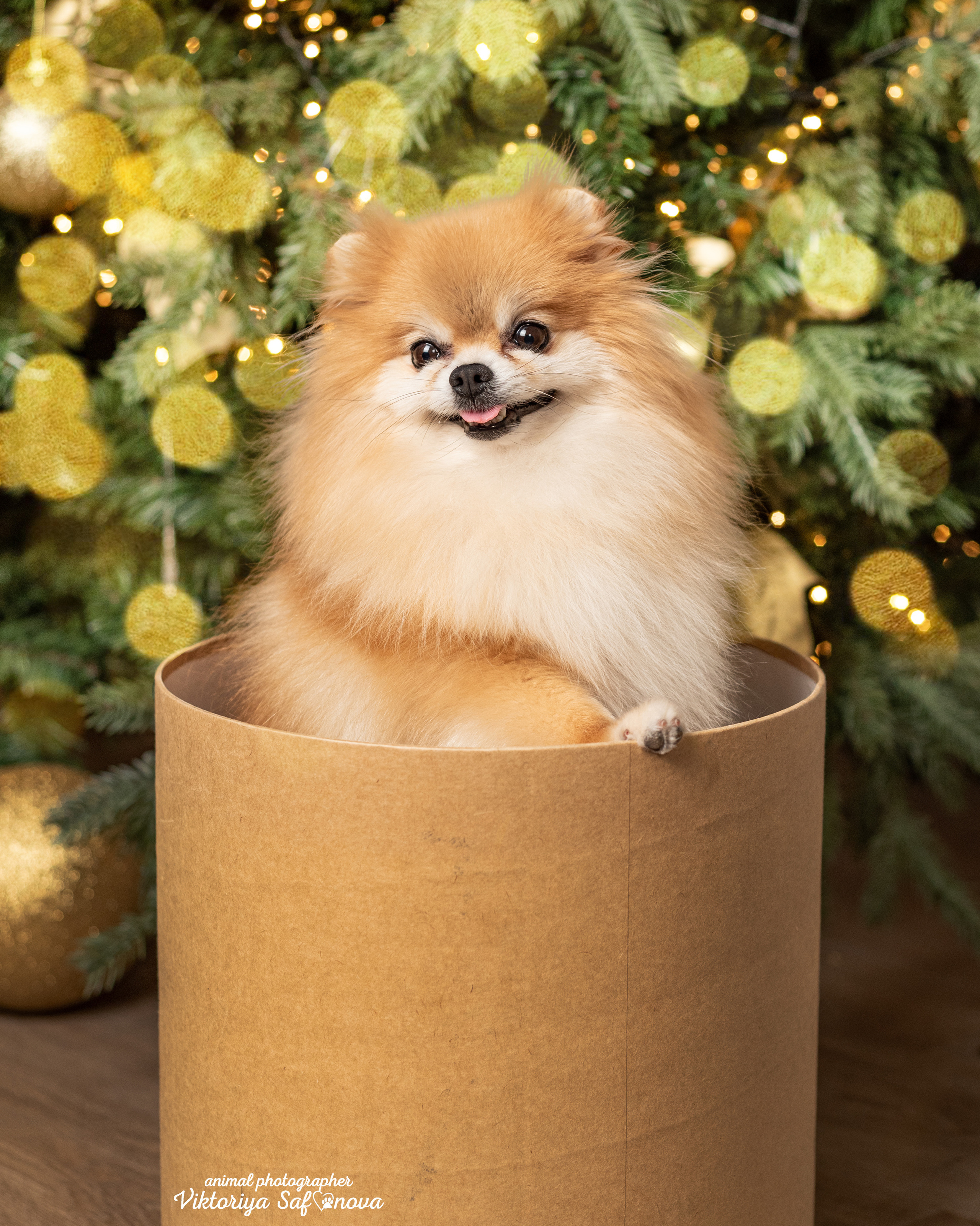 Тася, Мишель и шпицы. Фотограф анималист Благовещенск. Сафонова Виктория