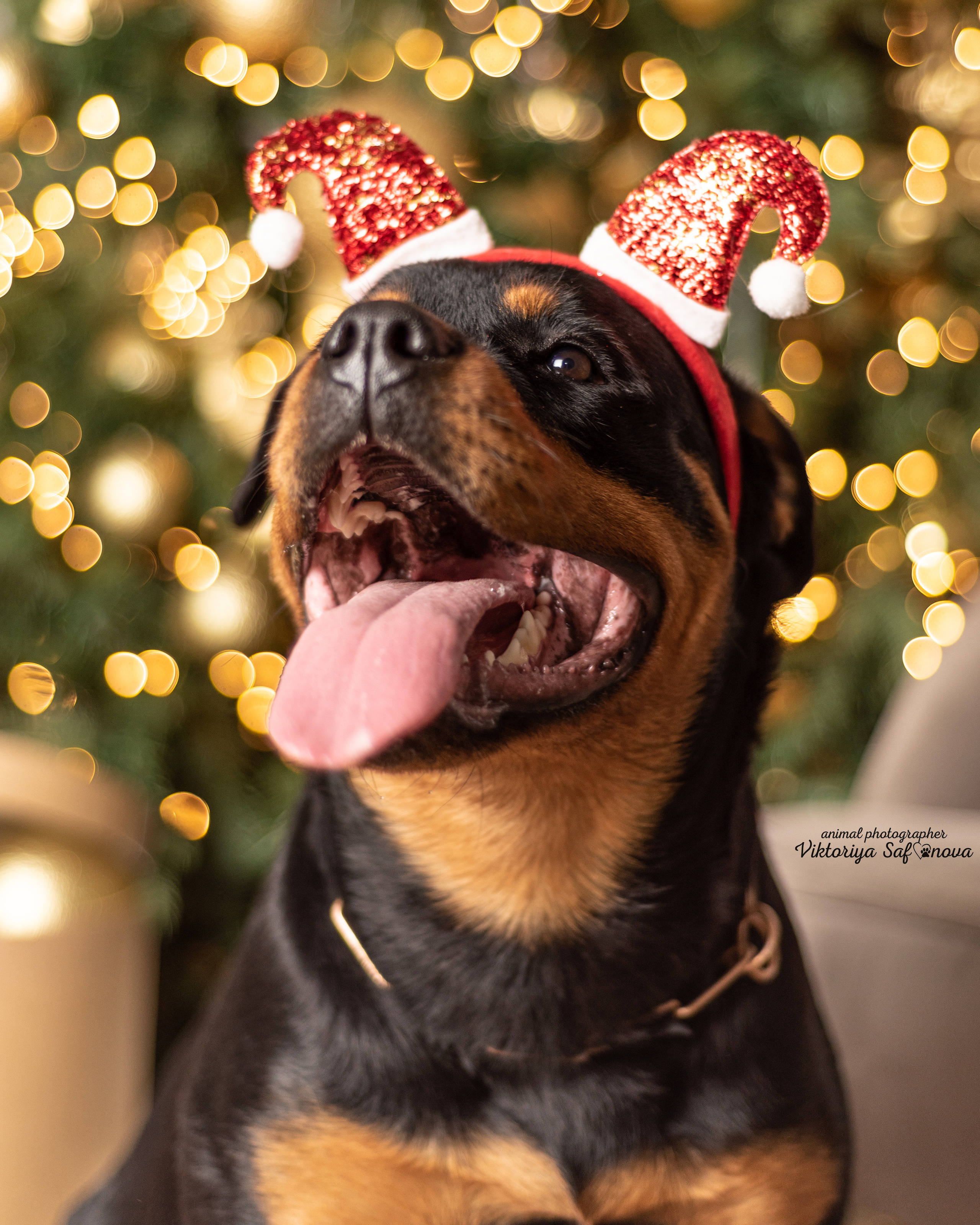 Лера. Фотограф анималист Благовещенск. Сафонова Виктория