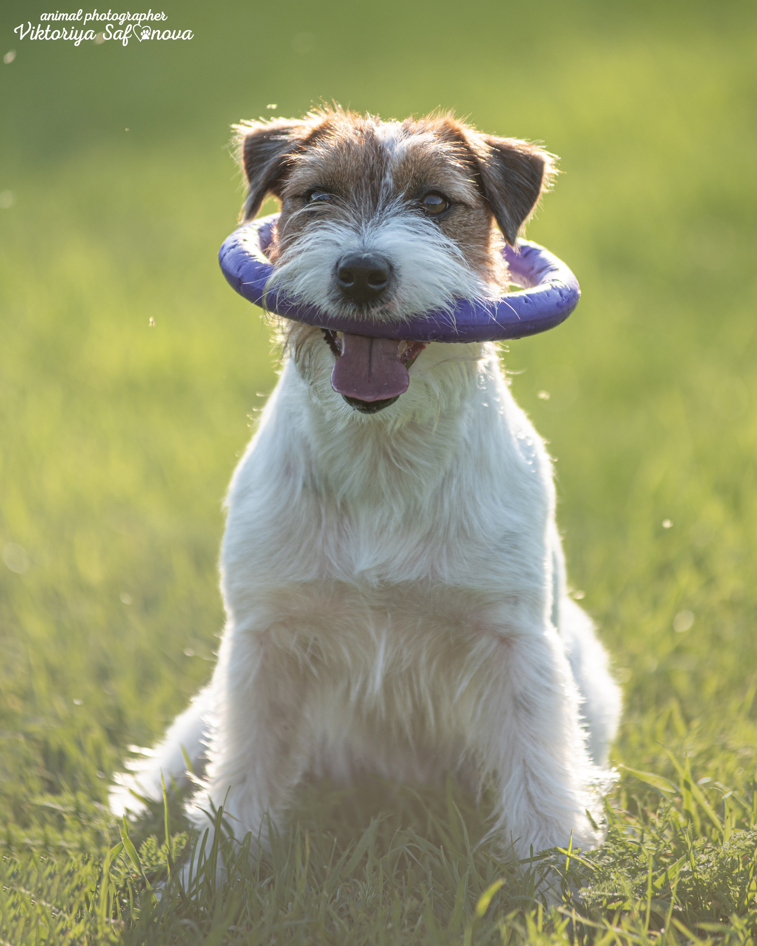 Рома, Аня и Перец 13.09.2022. Фотограф анималист Благовещенск. Сафонова Виктория