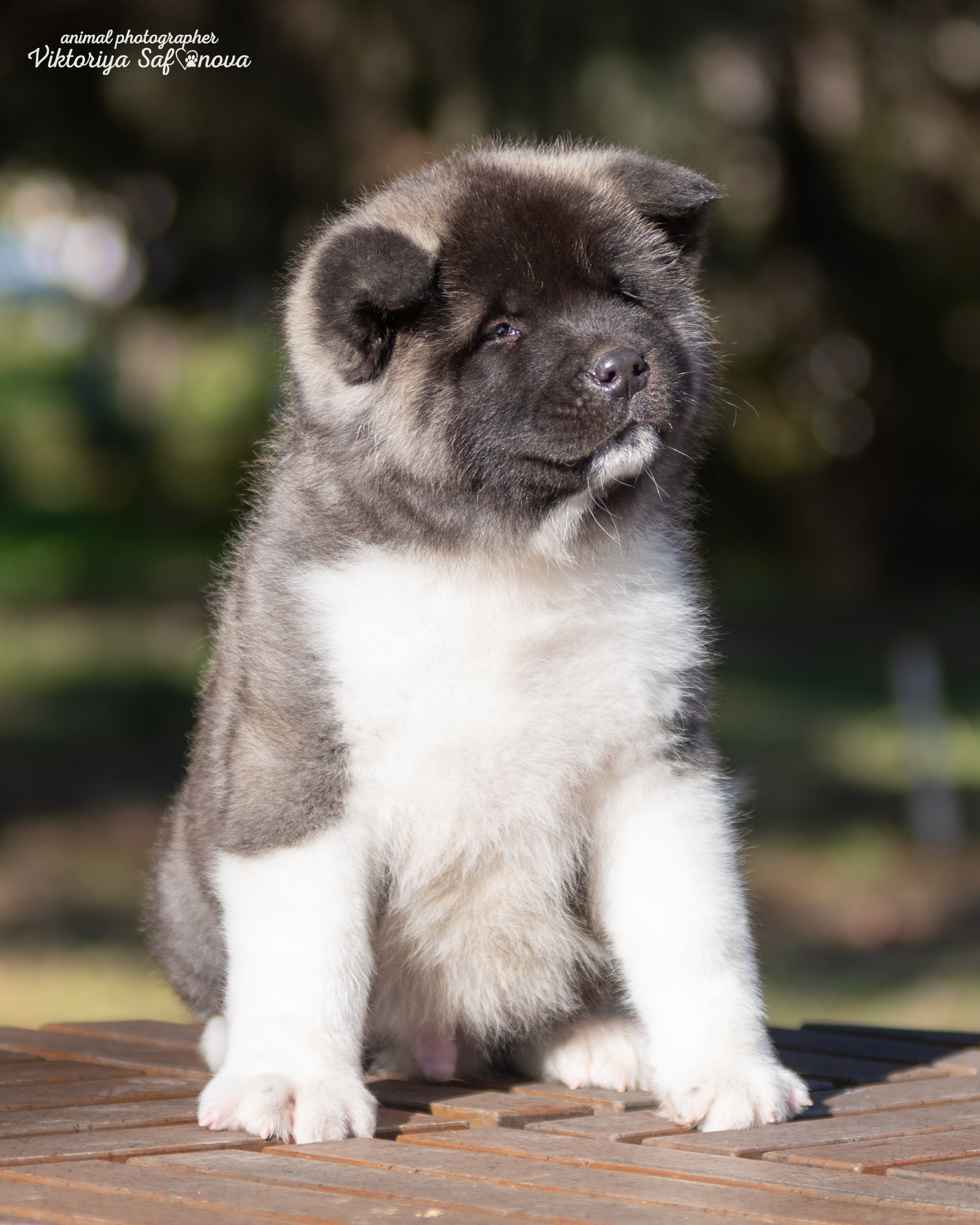 Американские акиты 10.10.2022. Фотограф анималист Благовещенск. Сафонова Виктория