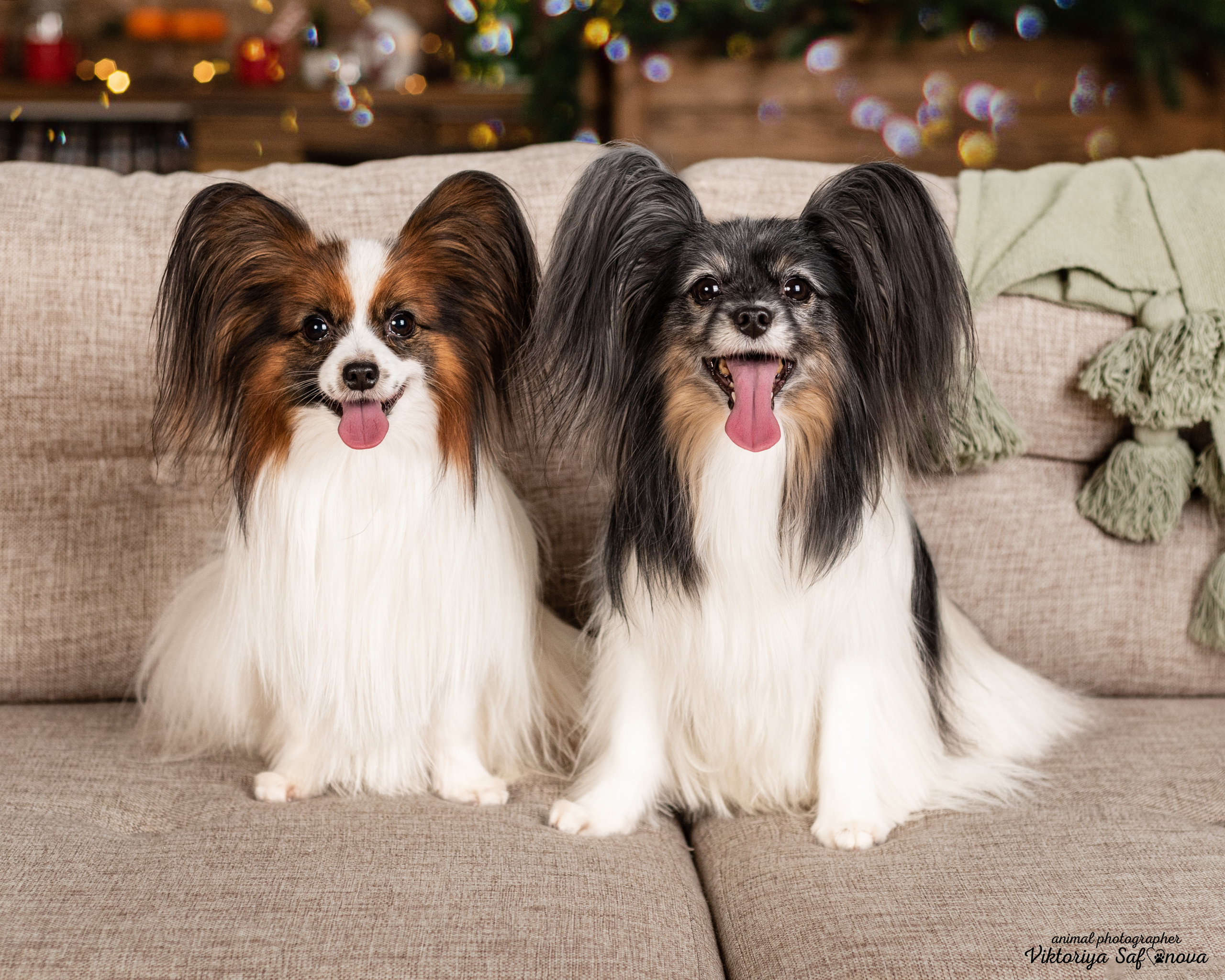 Федя и Шустрый. Фотограф анималист Благовещенск. Сафонова Виктория