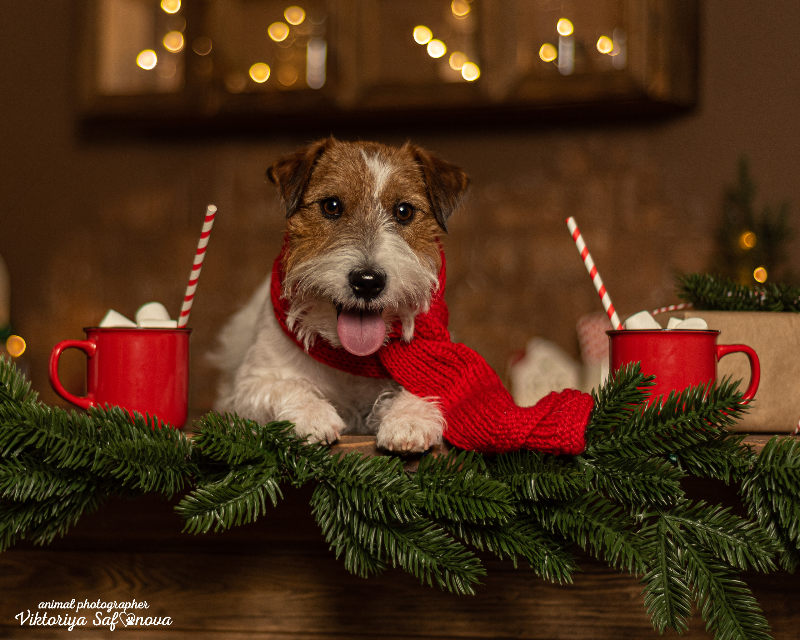 Перчик. Фотограф анималист Благовещенск. Сафонова Виктория