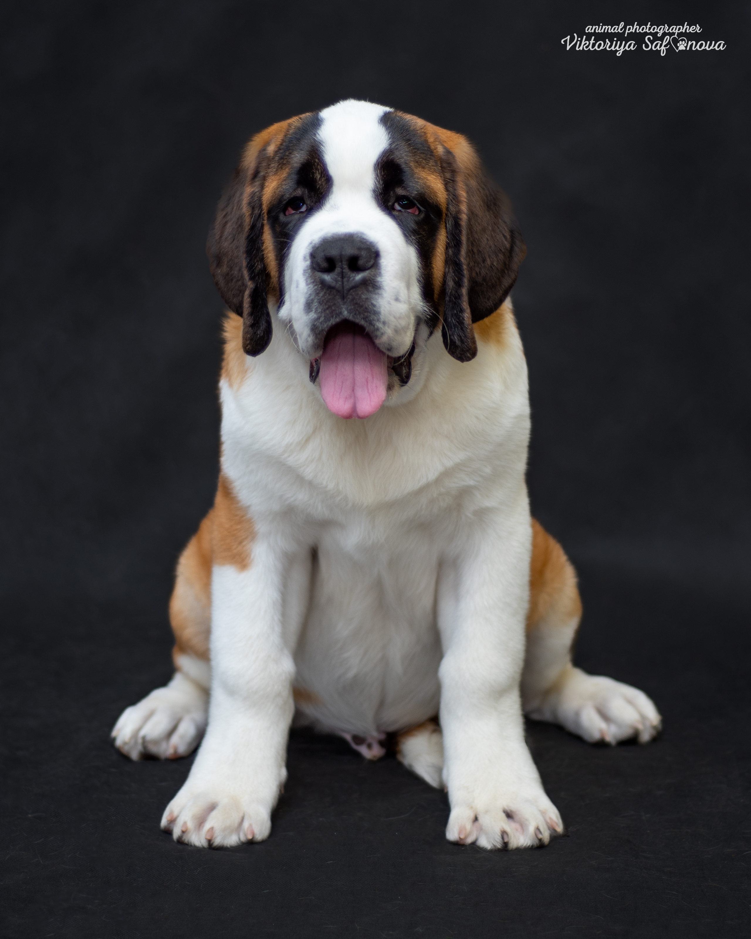 Сенбернары 19.10.2022. Фотограф анималист Благовещенск. Сафонова Виктория