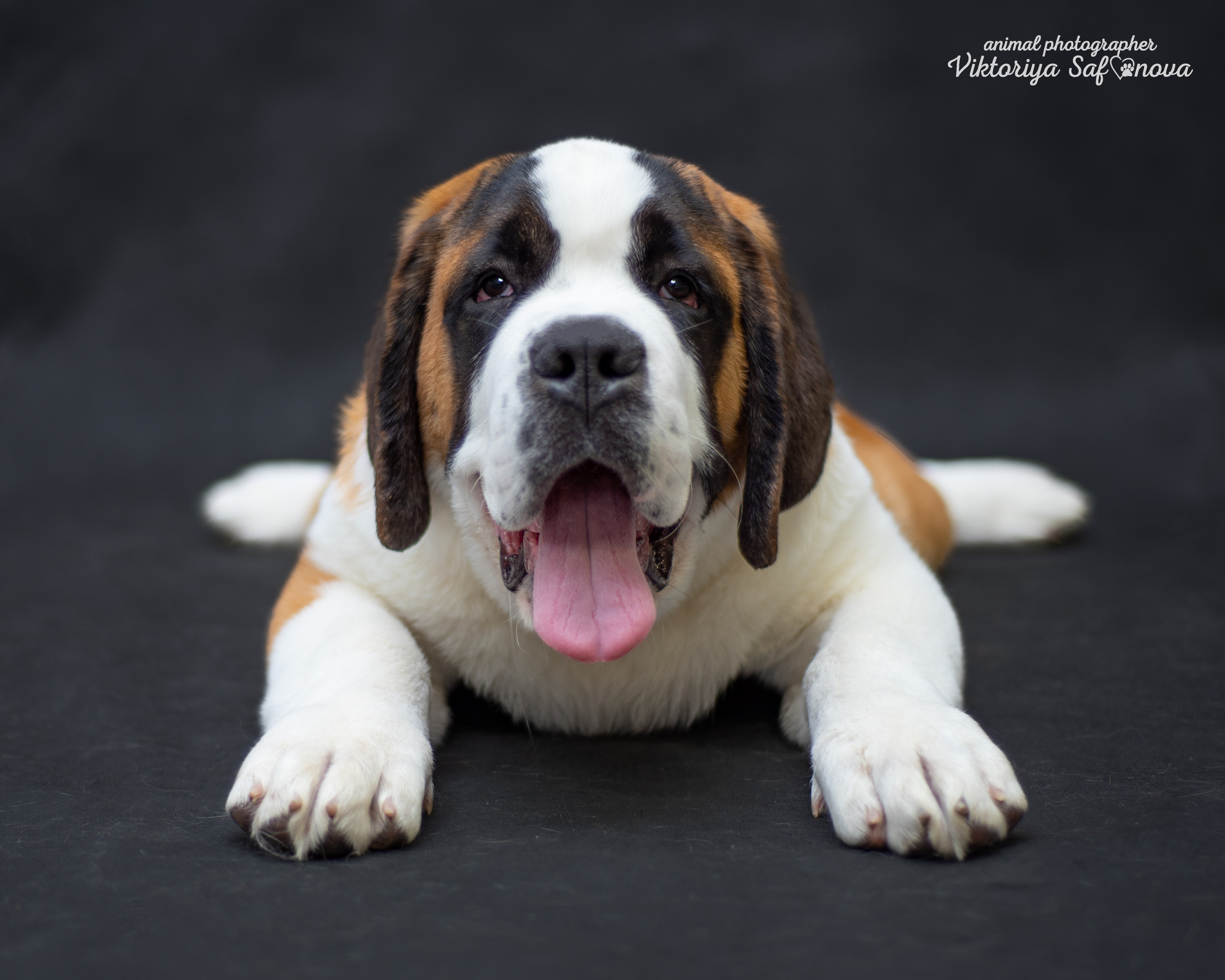 Сенбернары 19.10.2022. Фотограф анималист Благовещенск. Сафонова Виктория