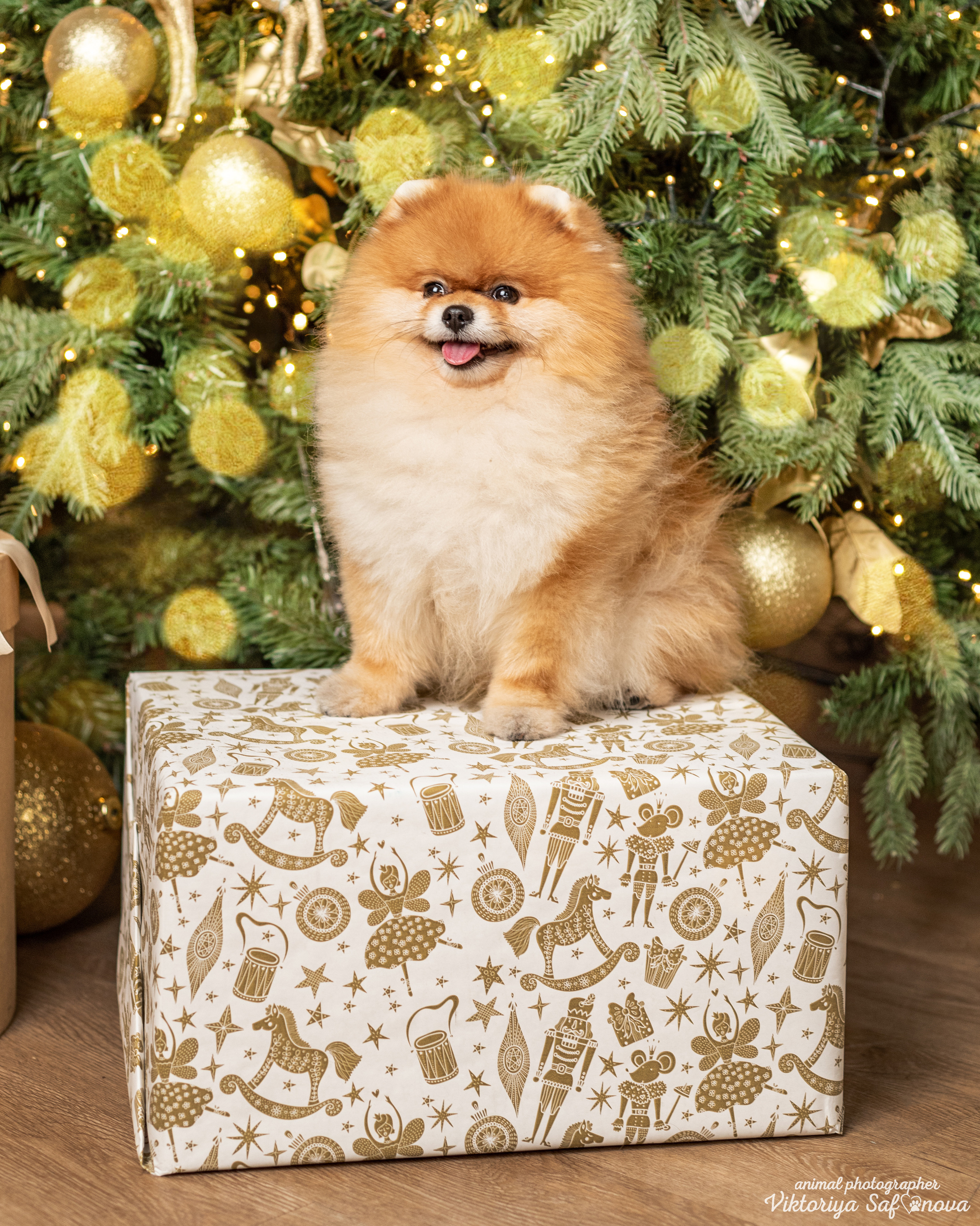 Тася, Мишель и шпицы. Фотограф анималист Благовещенск. Сафонова Виктория