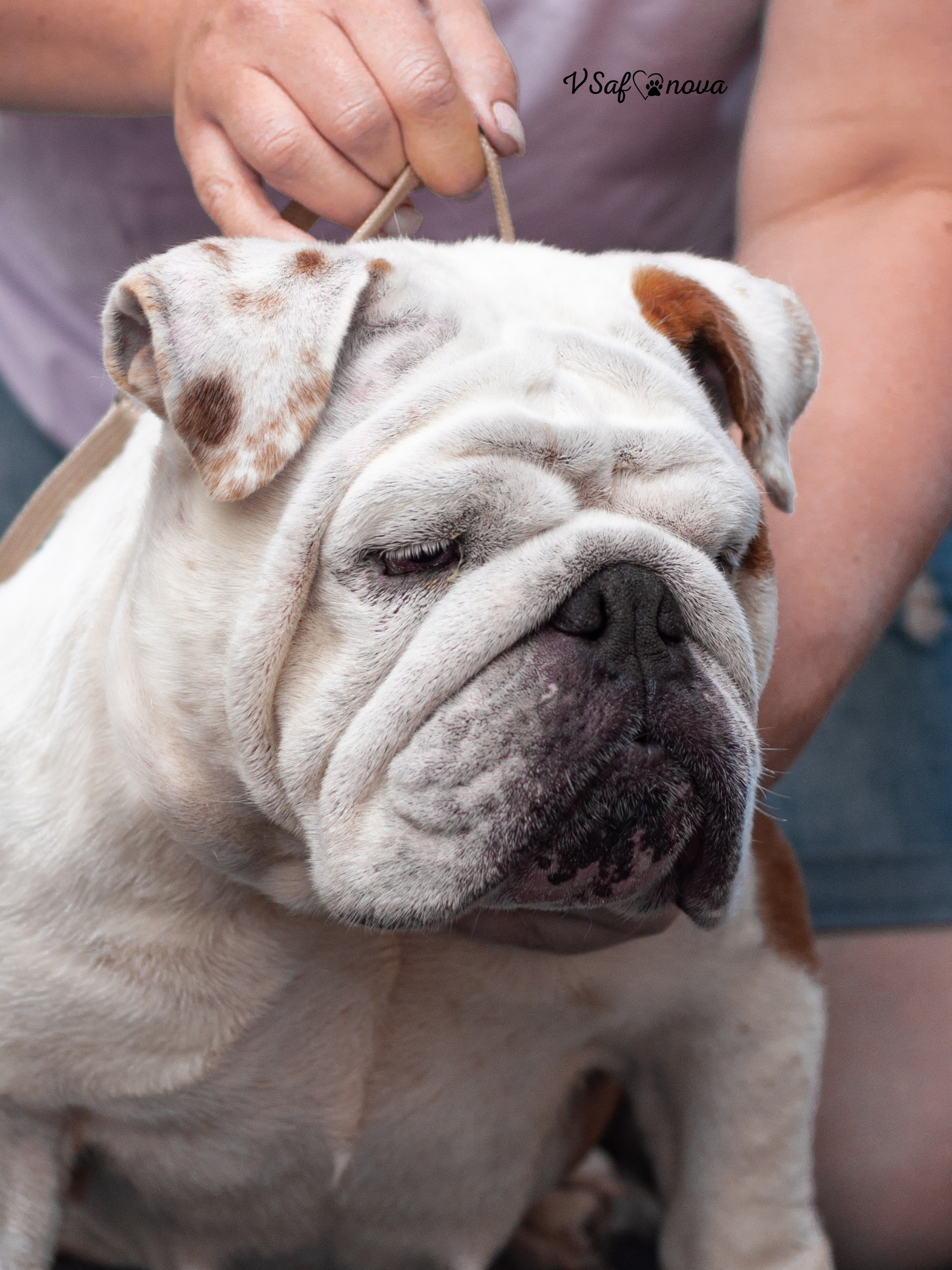 Бульдог 06.07.2021. Фотограф анималист Благовещенск. Сафонова Виктория