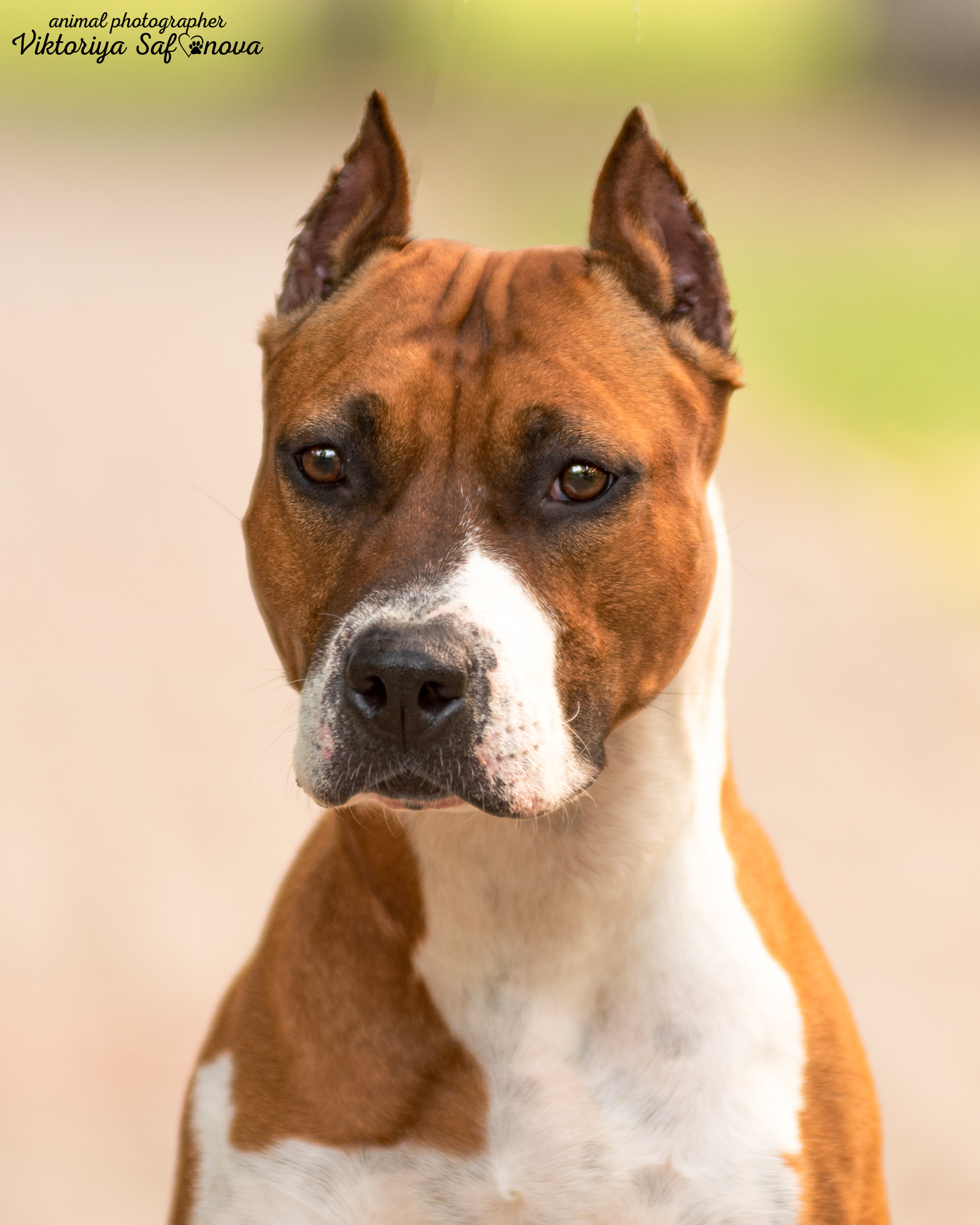 Американский стаффордширский терьер 14.06.2022. Фотограф анималист Благовещенск. Сафонова Виктория