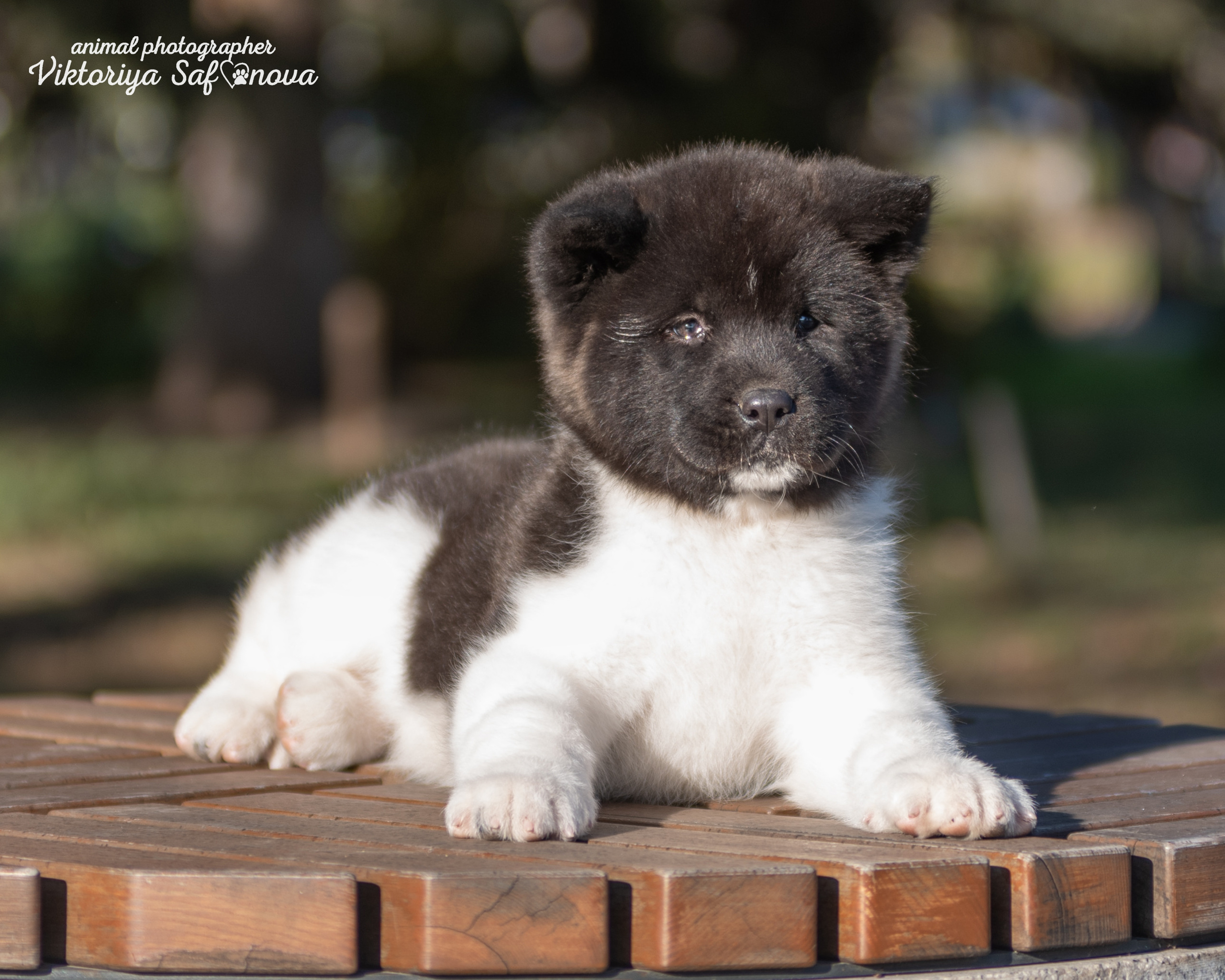 Американские акиты 10.10.2022. Фотограф анималист Благовещенск. Сафонова Виктория