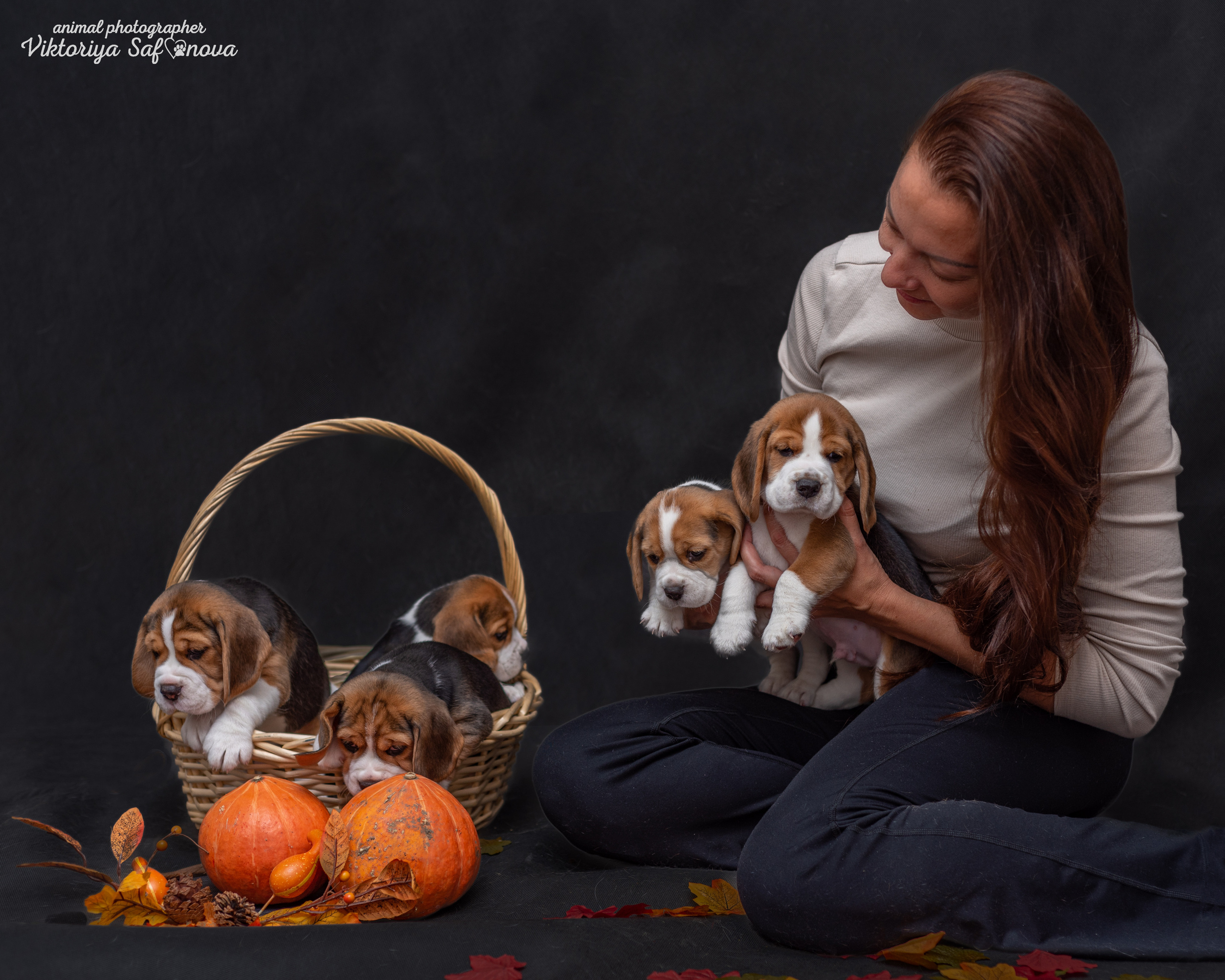 Бигли 25.09.2022. Фотограф анималист Благовещенск. Сафонова Виктория