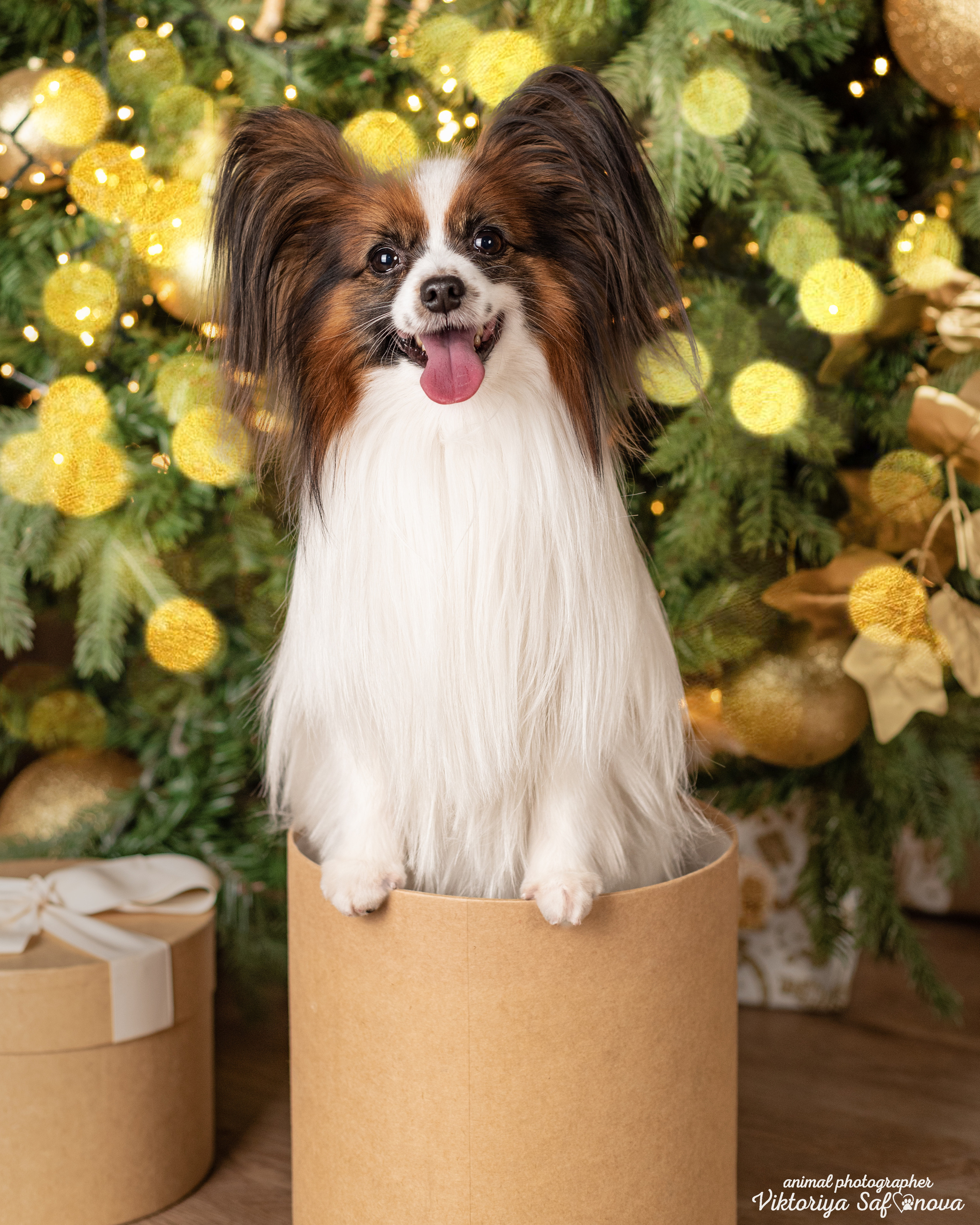 Федя и Шустрый. Фотограф анималист Благовещенск. Сафонова Виктория
