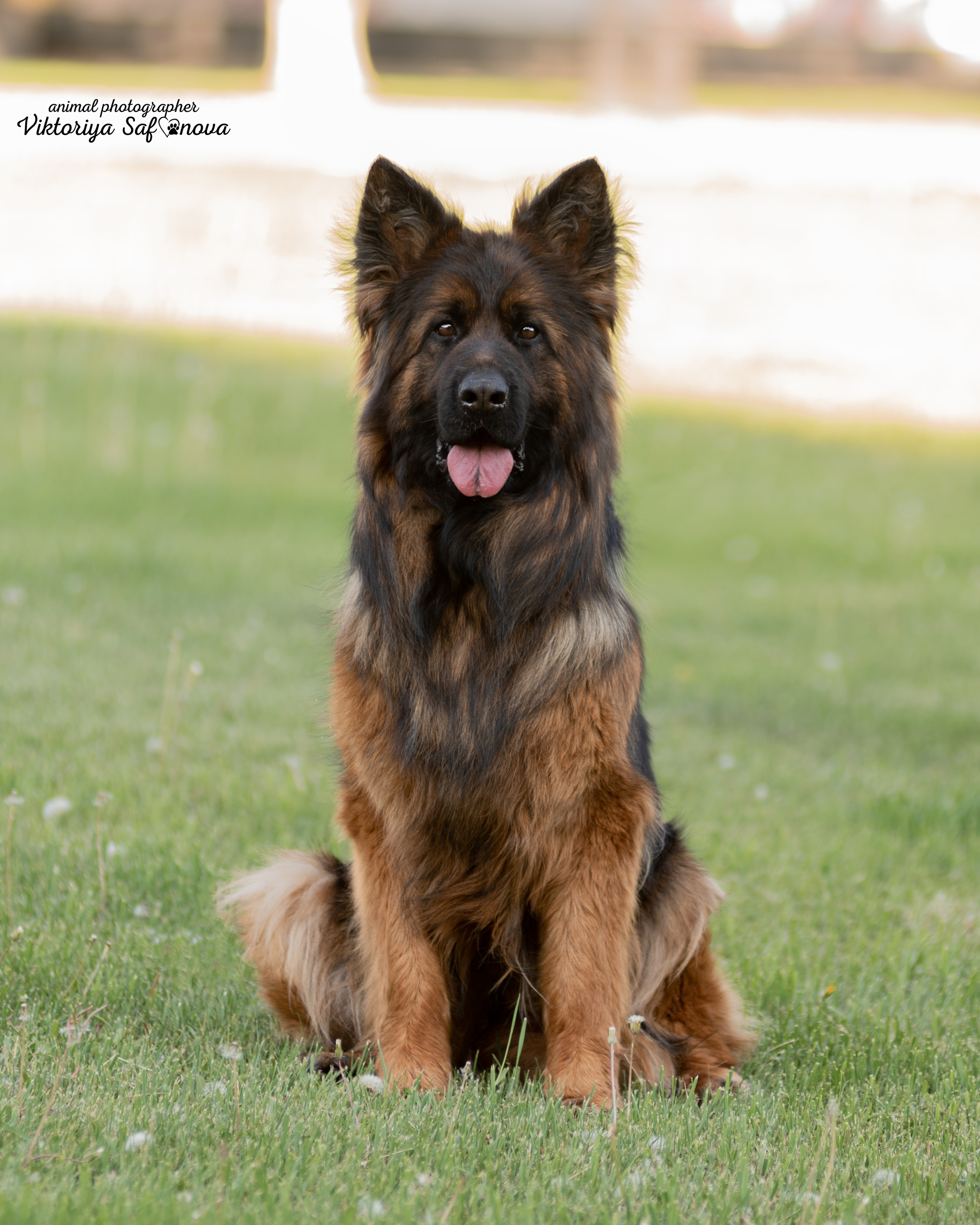 Немецкая овчарка 11.06.2022. Фотограф анималист Благовещенск. Сафонова Виктория
