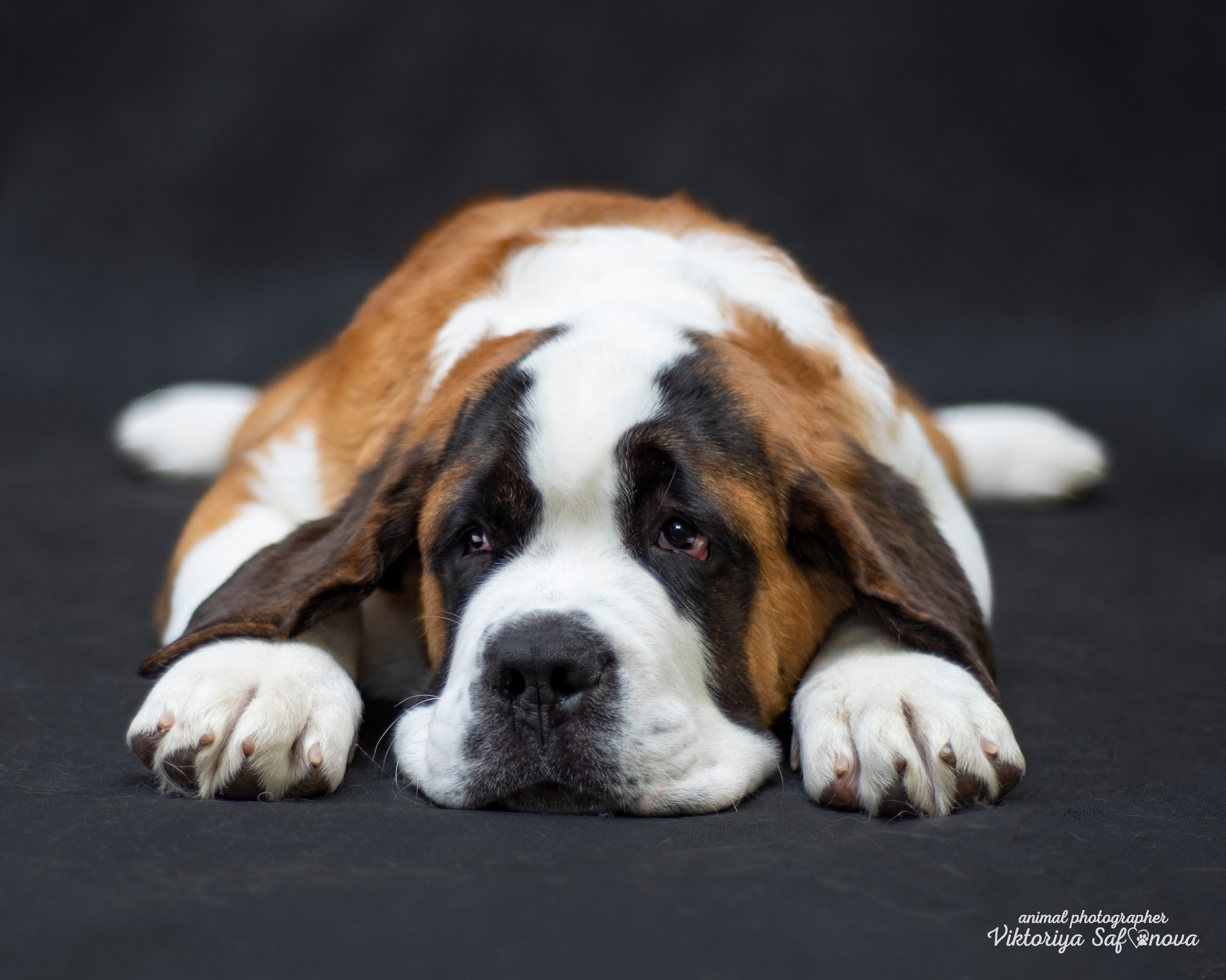 Сенбернары 19.10.2022. Фотограф анималист Благовещенск. Сафонова Виктория