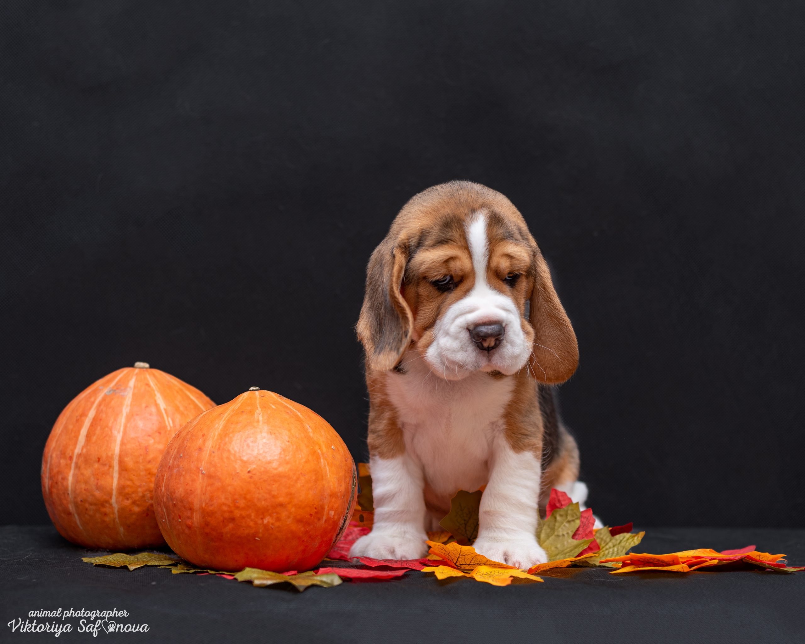Бигли 25.09.2022. Фотограф анималист Благовещенск. Сафонова Виктория