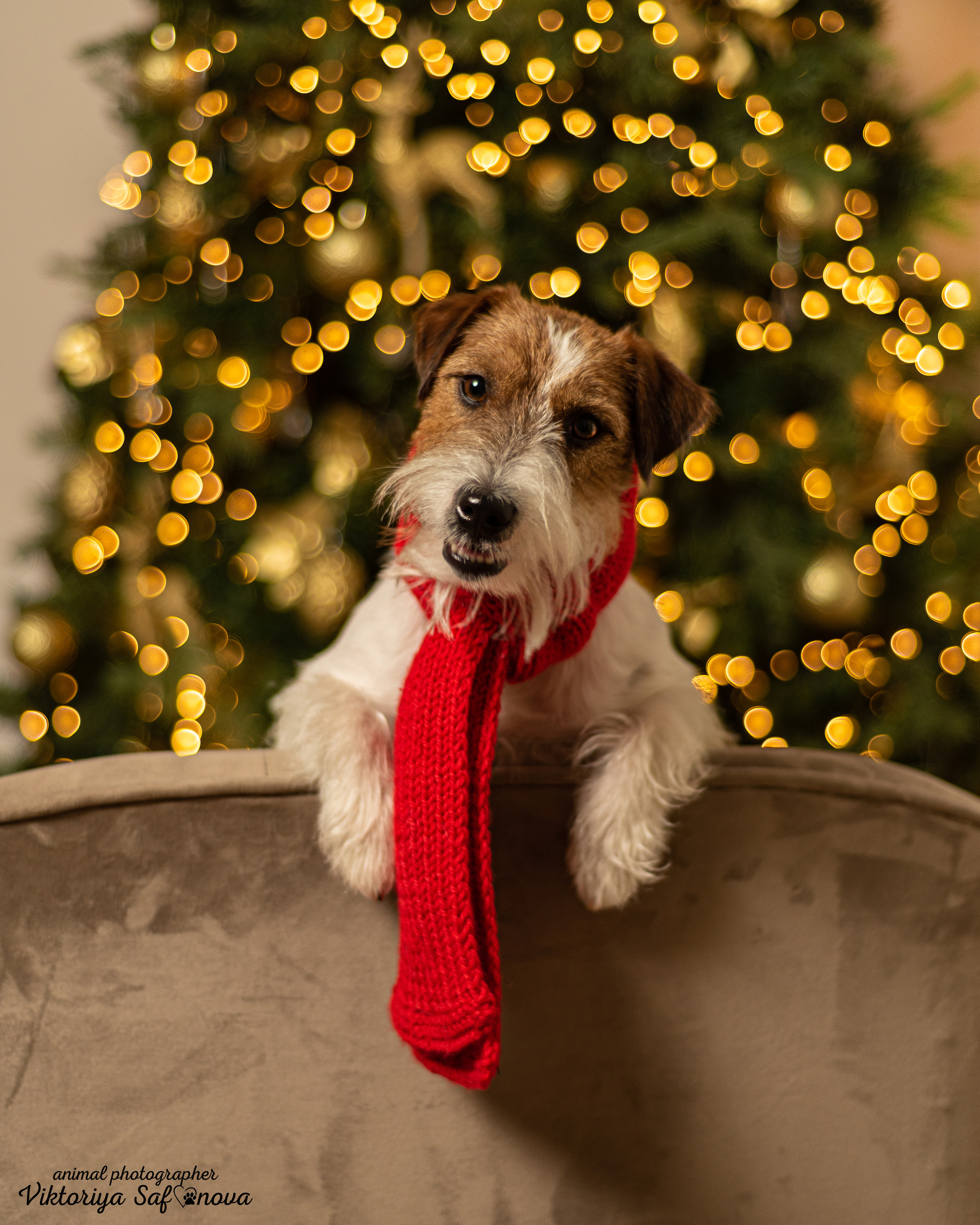 Перчик. Фотограф анималист Благовещенск. Сафонова Виктория