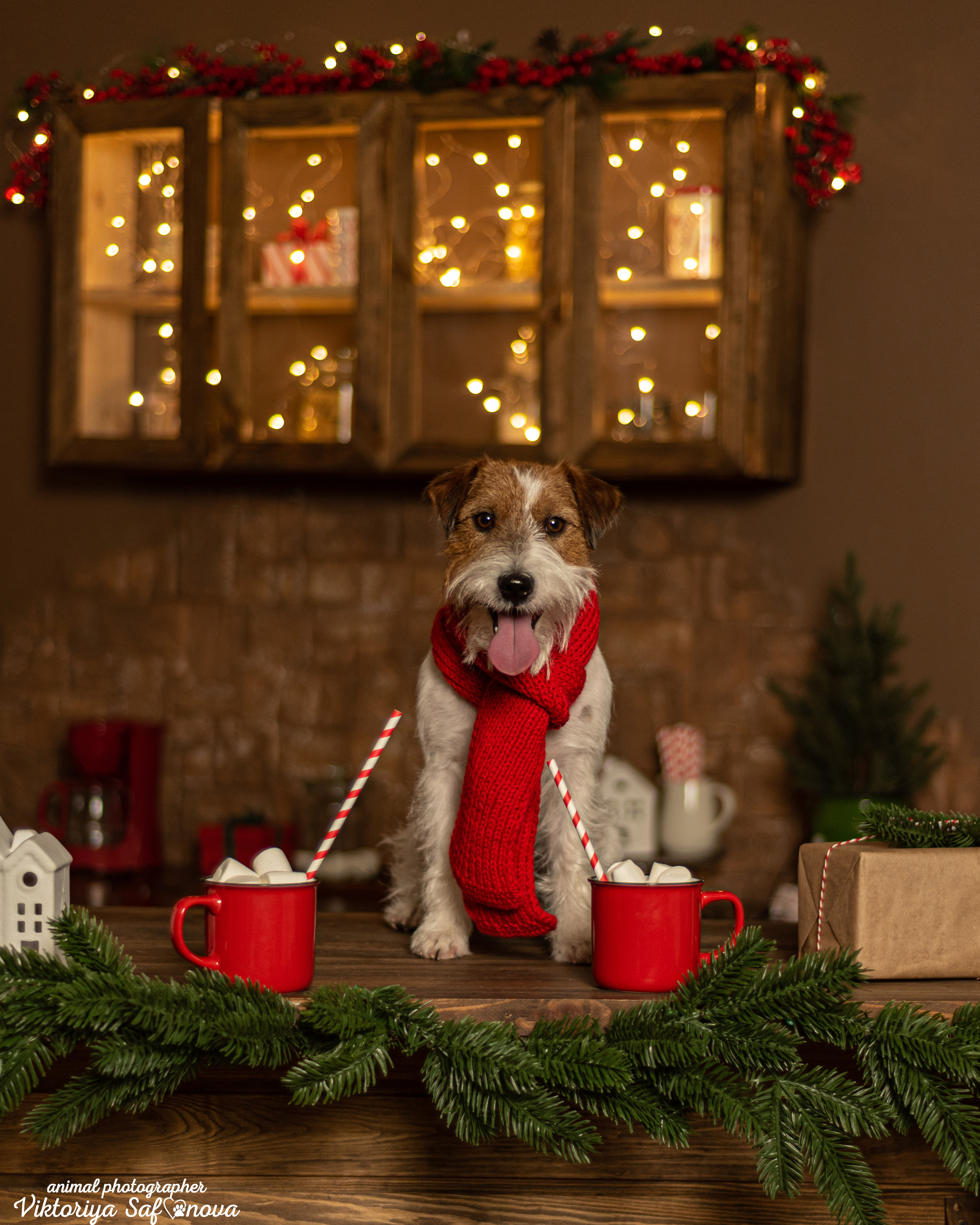 Перчик. Фотограф анималист Благовещенск. Сафонова Виктория