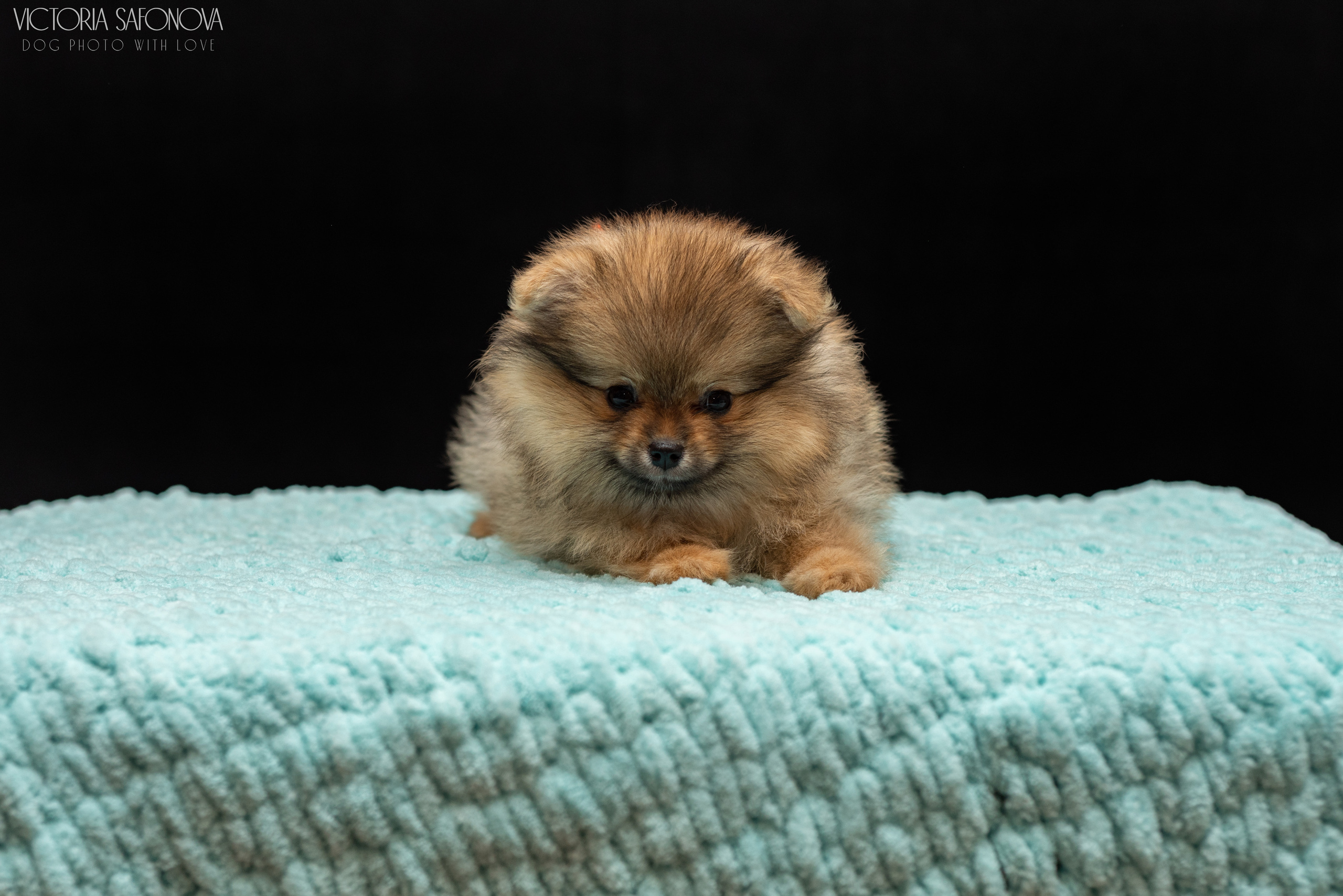 Шпицы 10.03.2023. Фотограф анималист Благовещенск. Сафонова Виктория