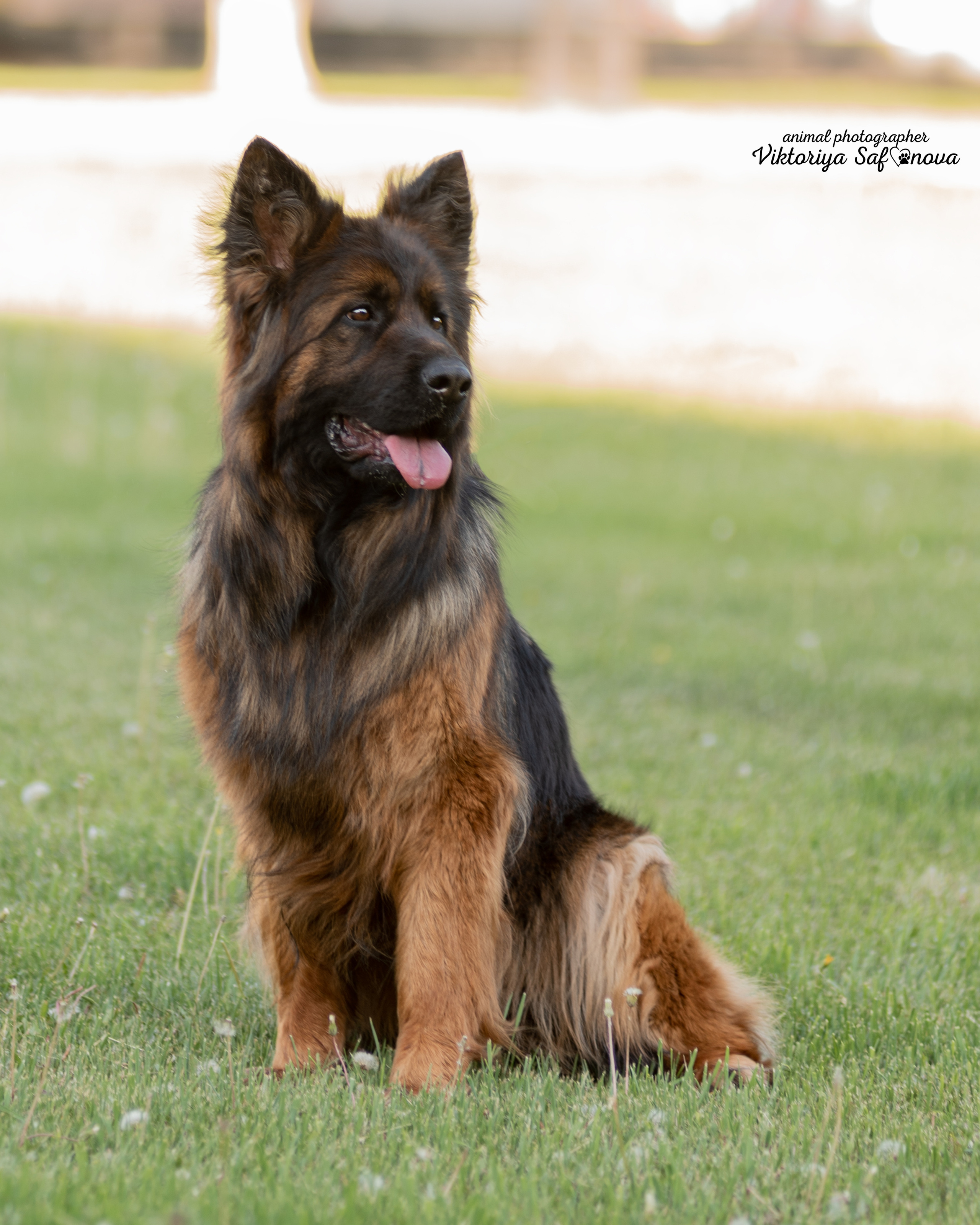 Немецкая овчарка 11.06.2022. Фотограф анималист Благовещенск. Сафонова Виктория