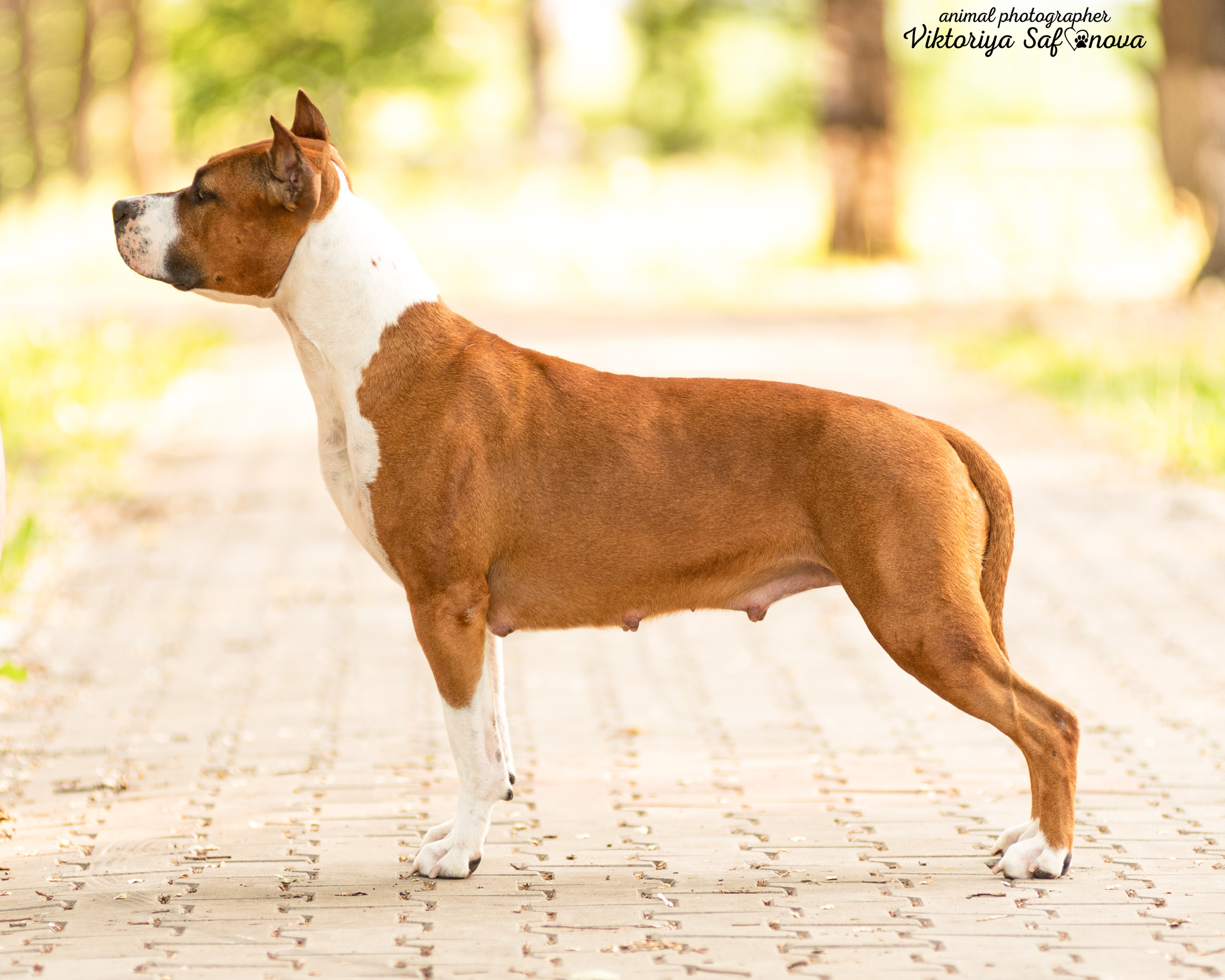 Американский стаффордширский терьер 14.06.2022. Фотограф анималист Благовещенск. Сафонова Виктория