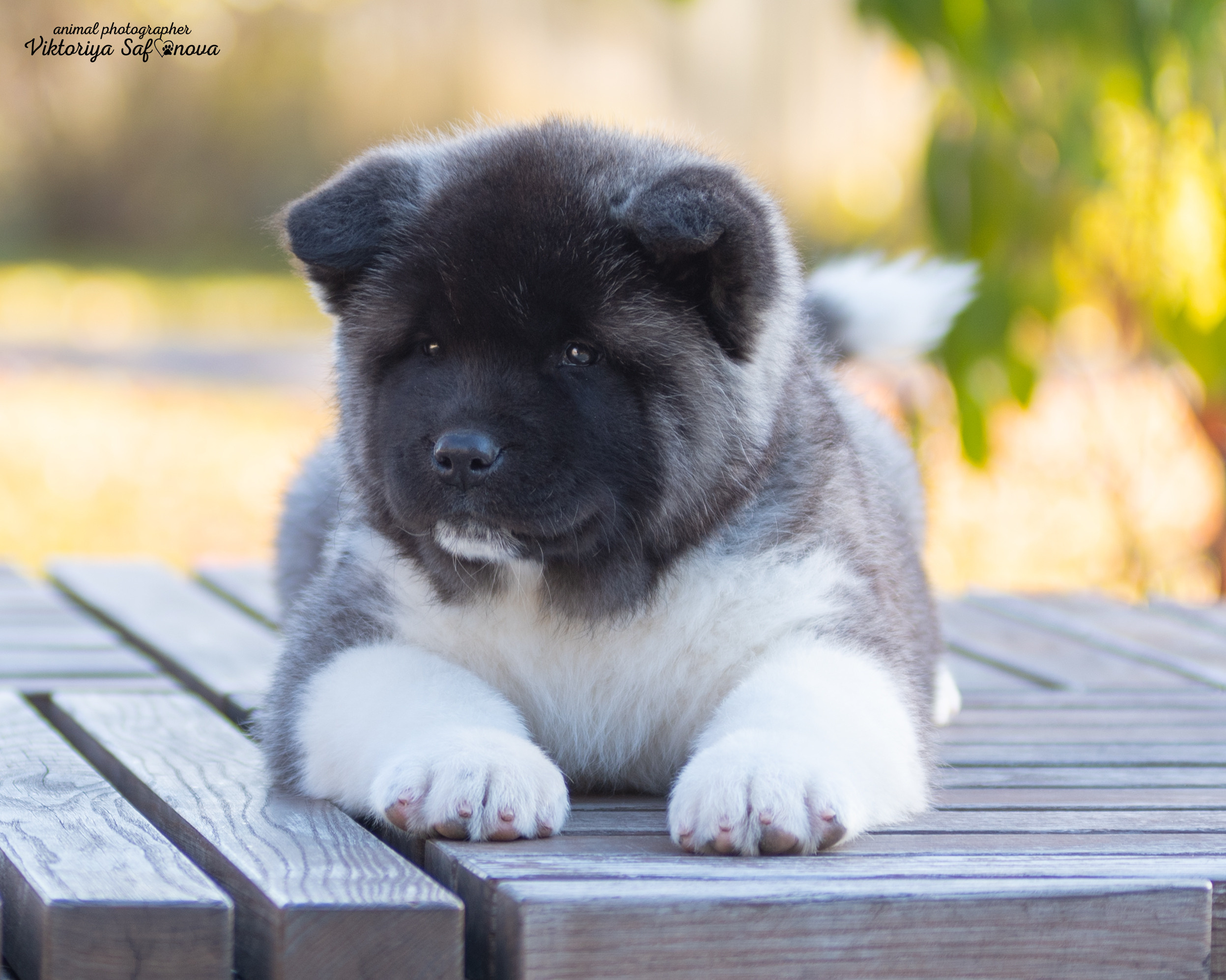 Американские акиты 10.10.2022. Фотограф анималист Благовещенск. Сафонова Виктория