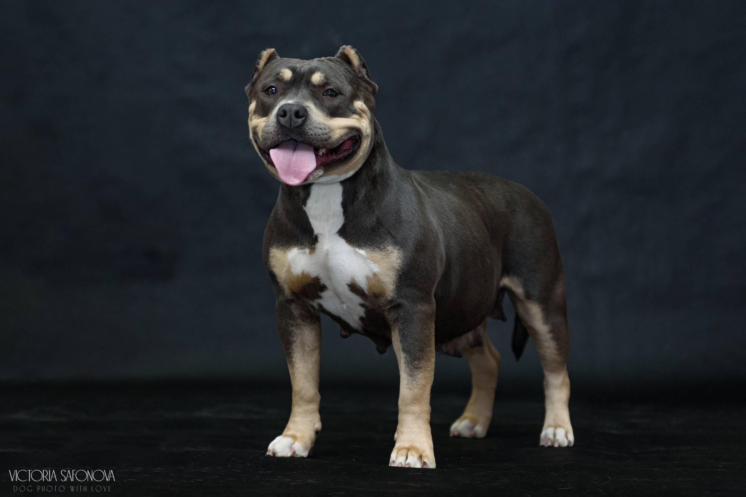 Американские булли 28.02.2023. Фотограф анималист Благовещенск. Сафонова Виктория
