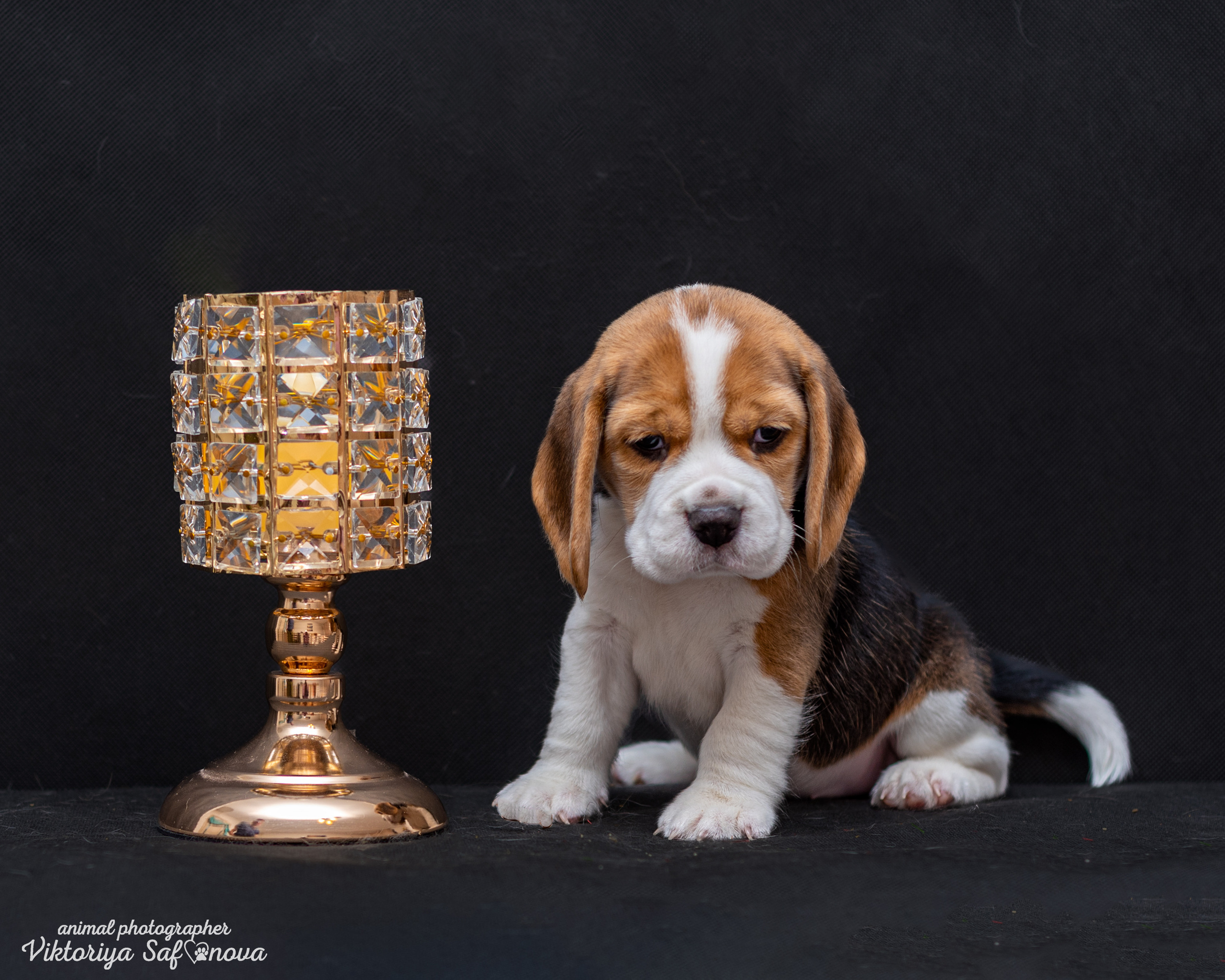 Бигли 25.09.2022. Фотограф анималист Благовещенск. Сафонова Виктория