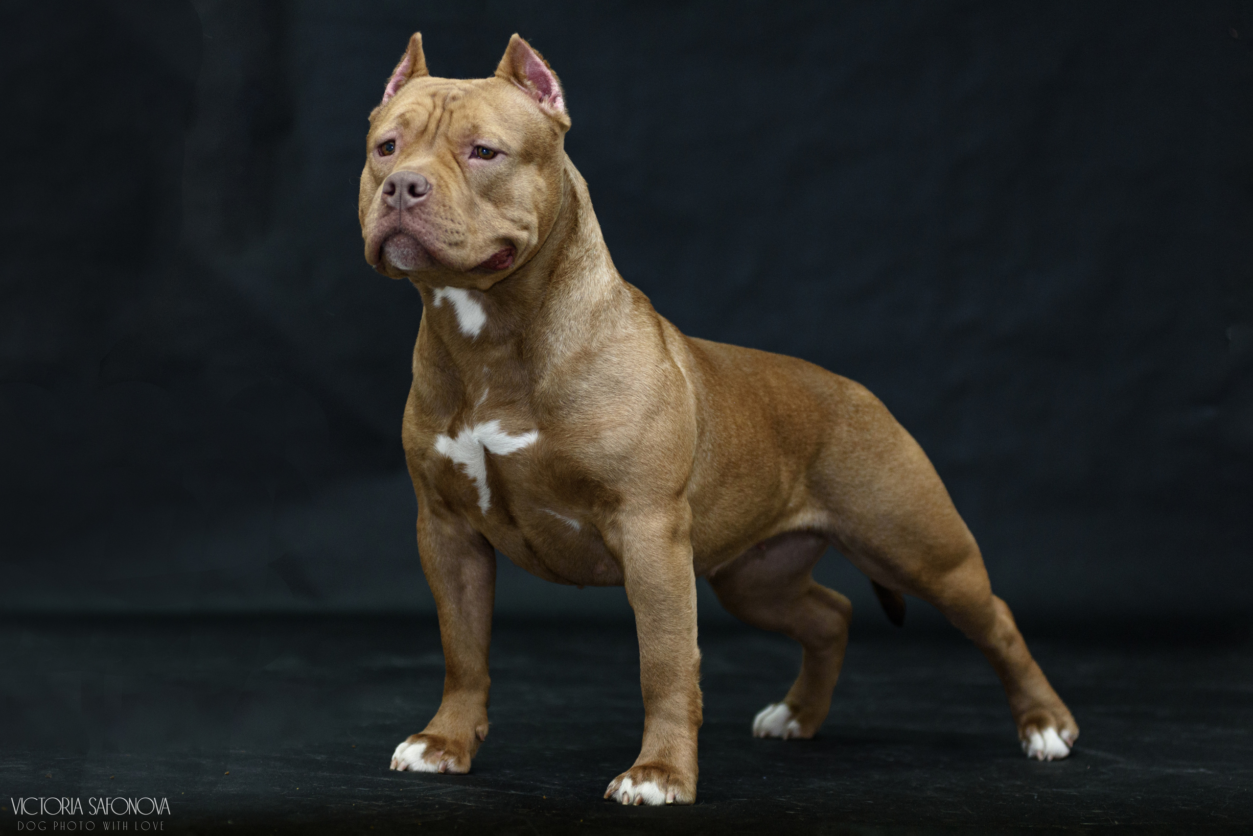 Американские булли 28.02.2023. Фотограф анималист Благовещенск. Сафонова Виктория