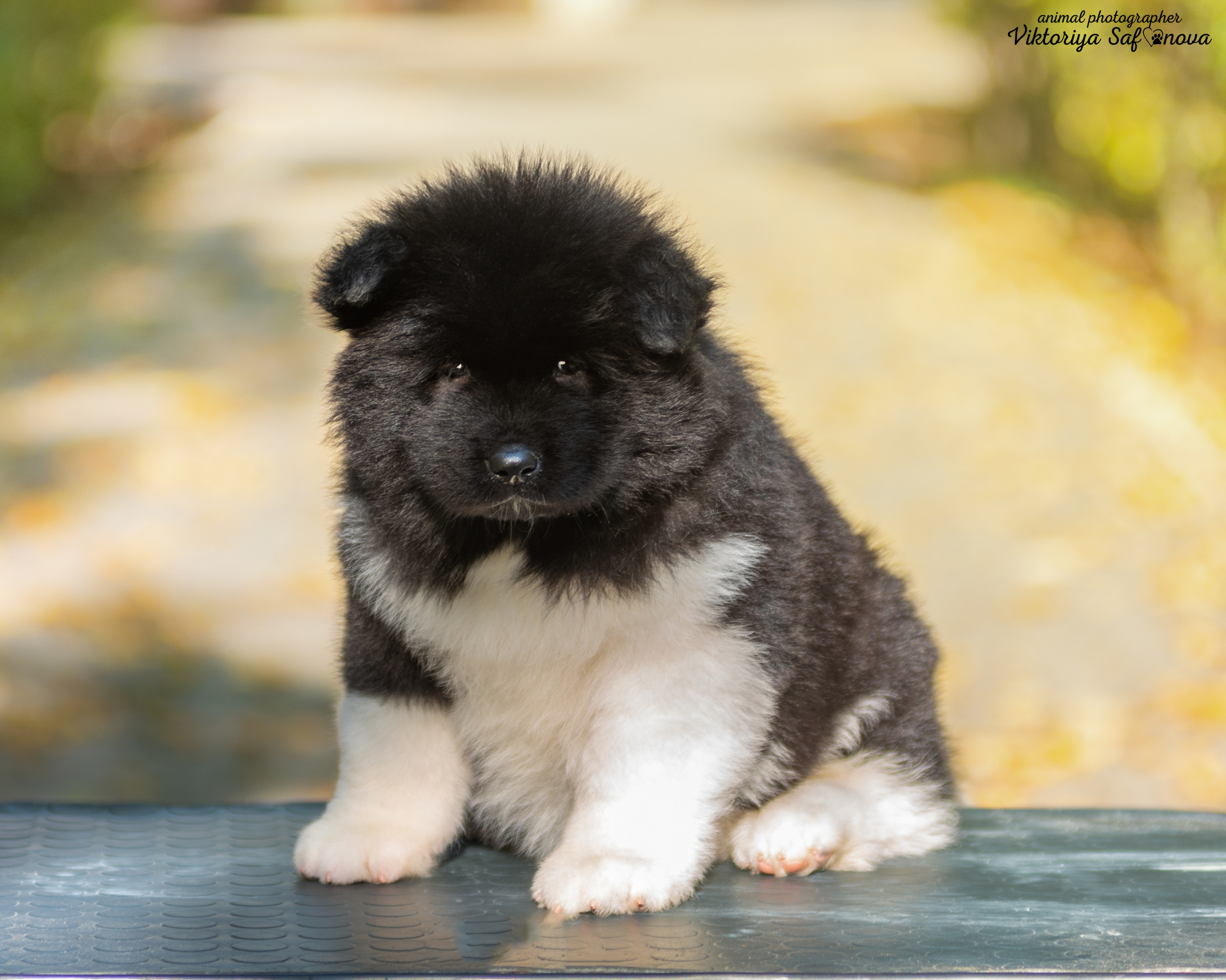 Американские акиты 24.09.2022. Фотограф анималист Благовещенск. Сафонова Виктория