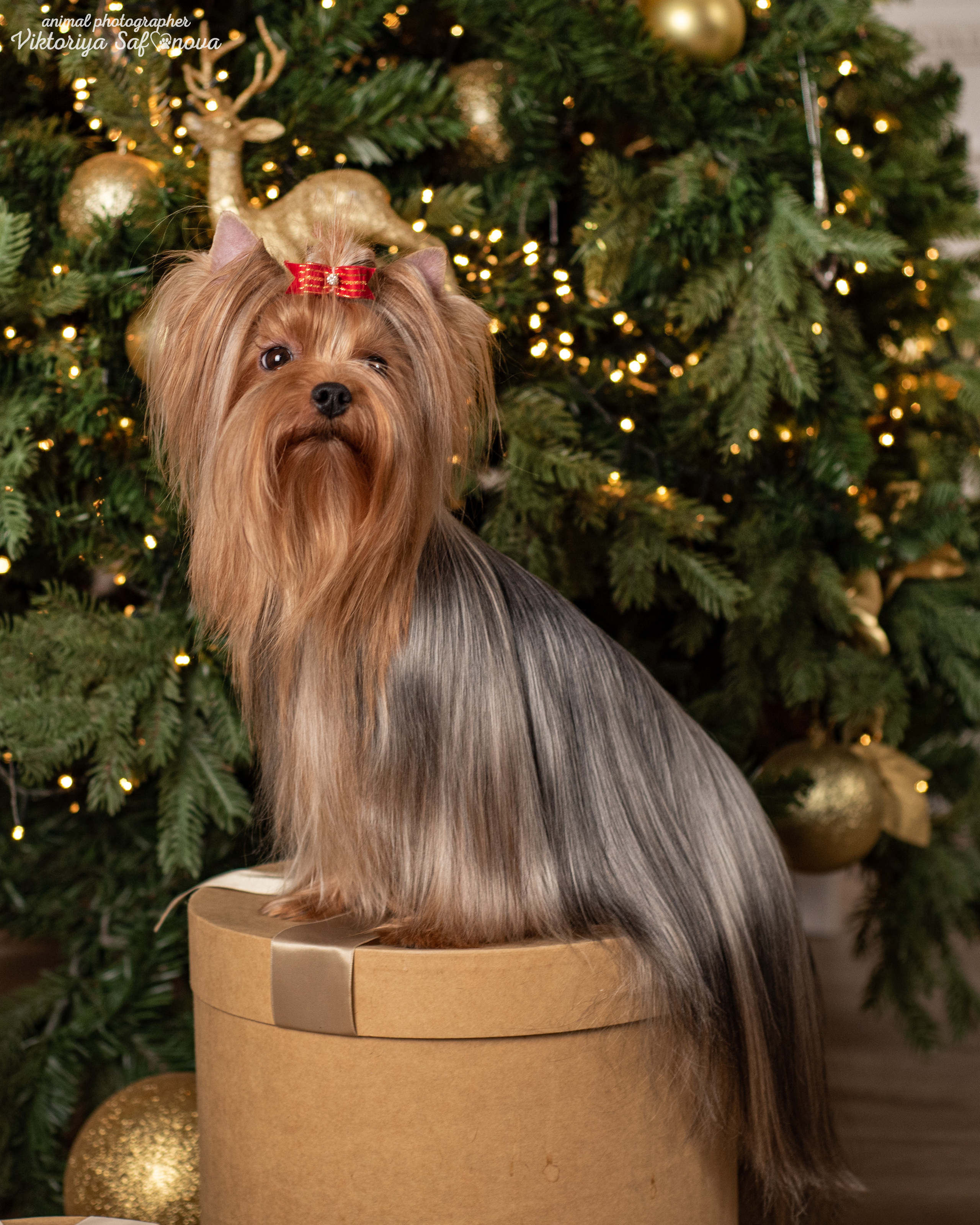 Саша, Пери и Френк. Фотограф анималист Благовещенск. Сафонова Виктория