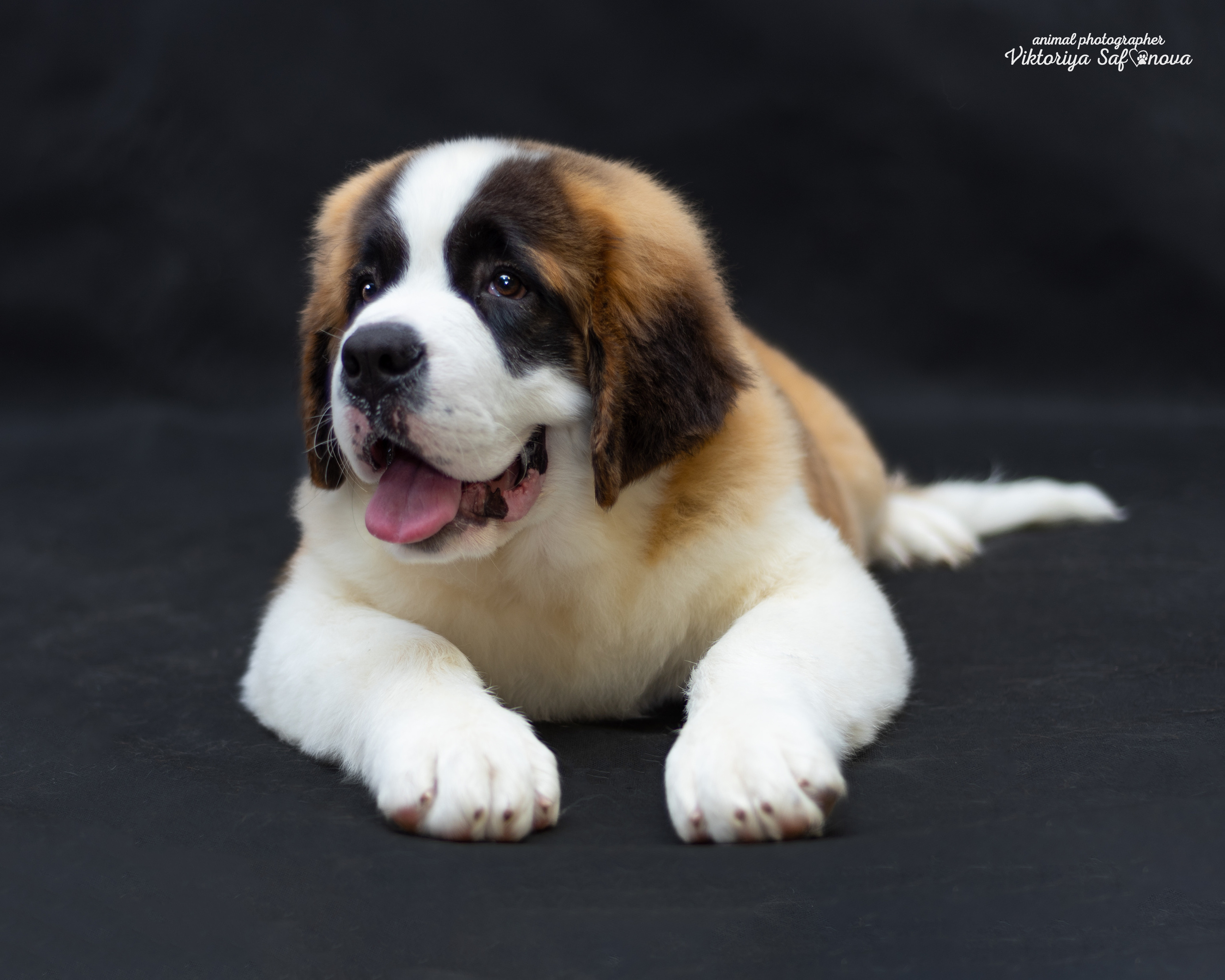 Сенбернары 19.10.2022. Фотограф анималист Благовещенск. Сафонова Виктория