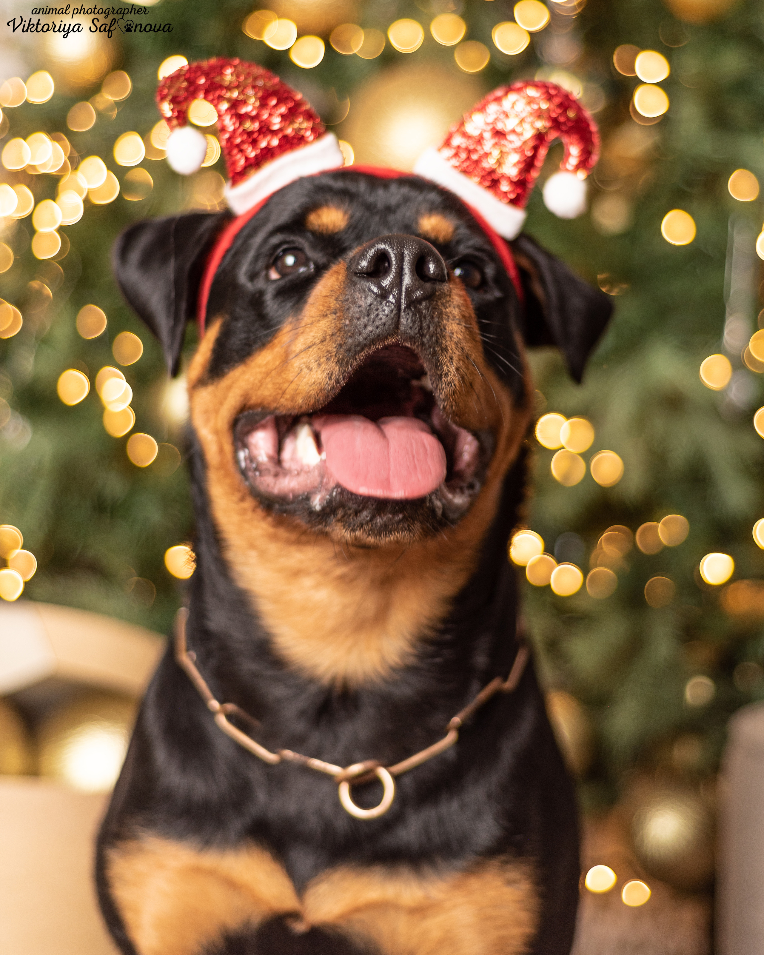 Лера. Фотограф анималист Благовещенск. Сафонова Виктория
