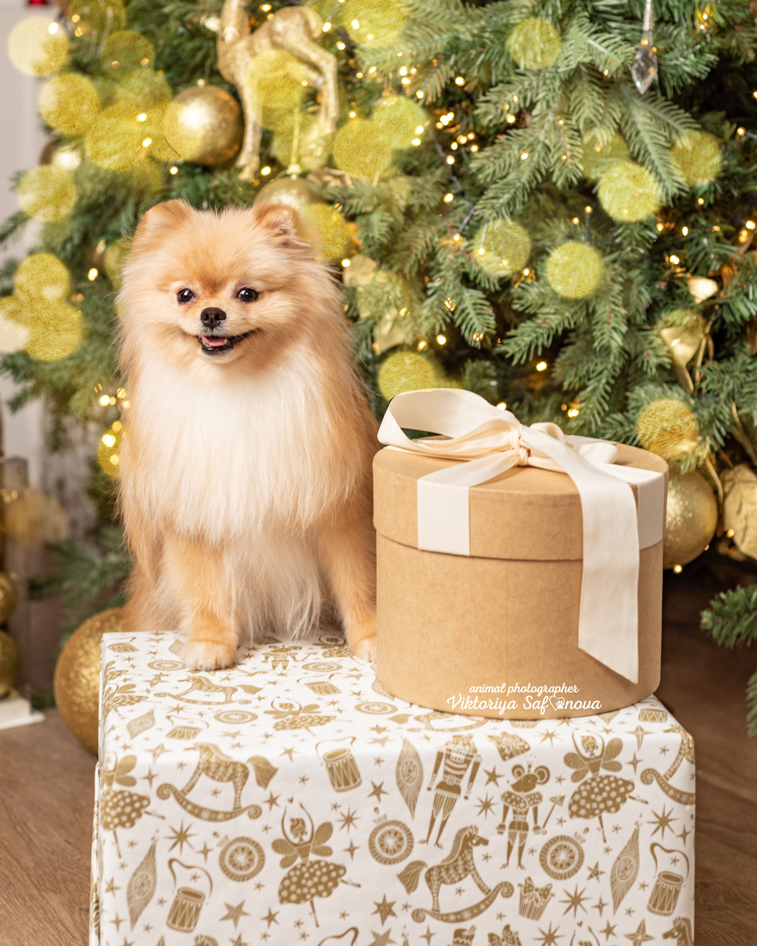 Тася, Мишель и шпицы. Фотограф анималист Благовещенск. Сафонова Виктория