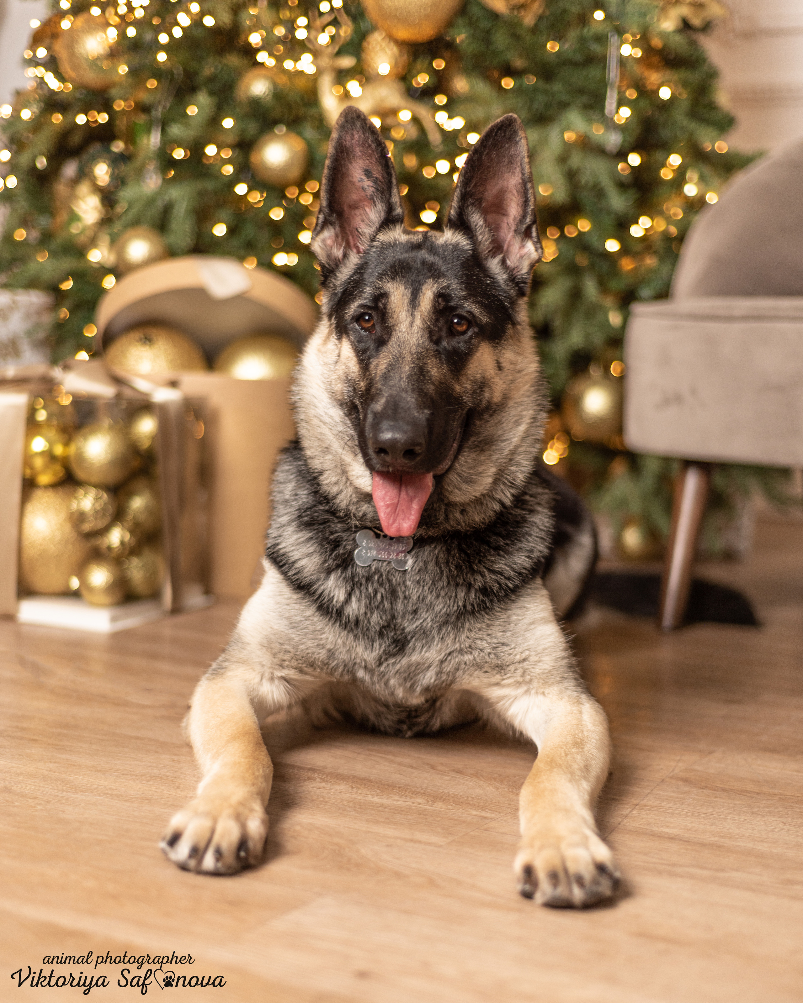 Одри. Фотограф анималист Благовещенск. Сафонова Виктория