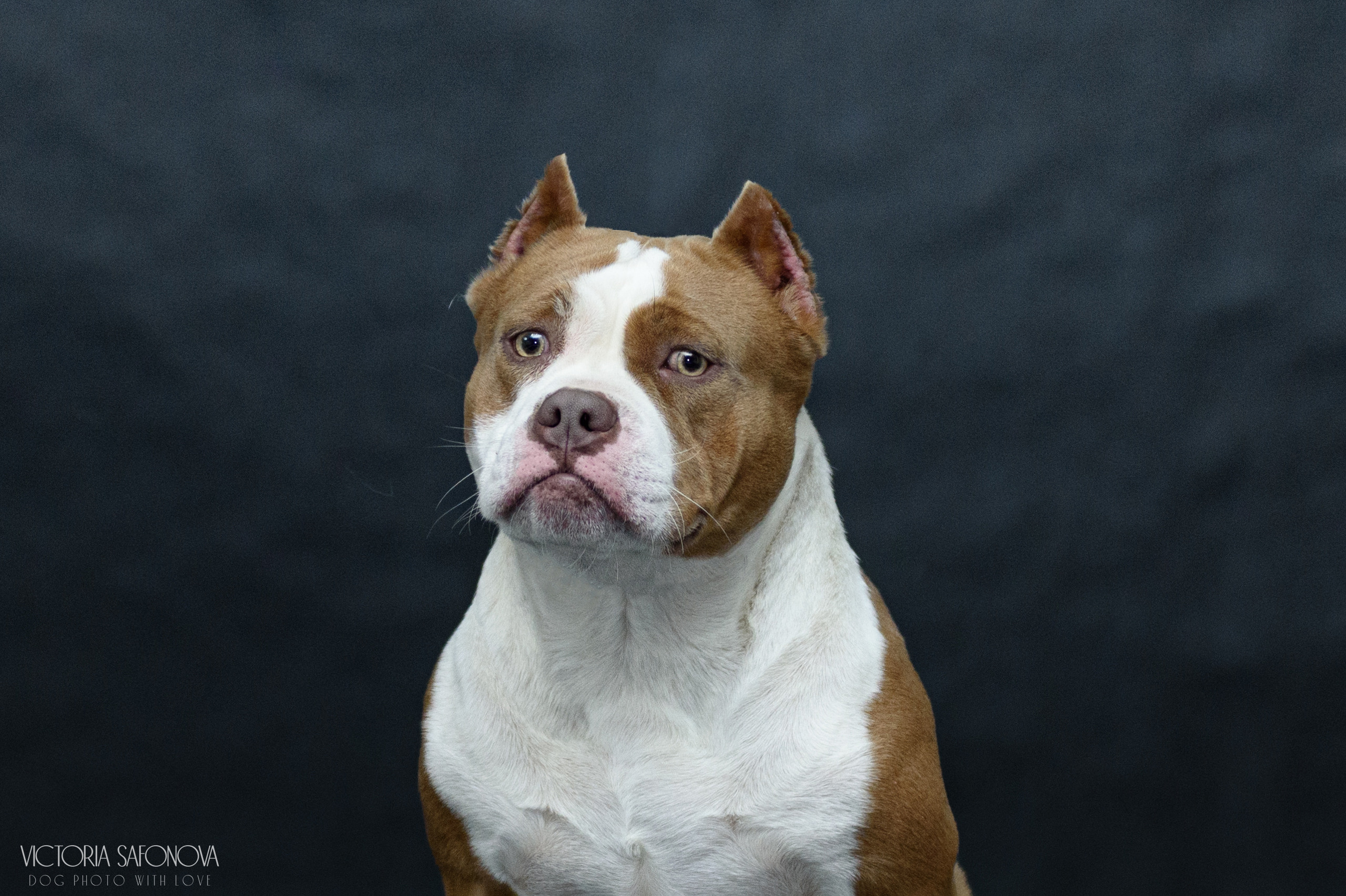 Американские булли 28.02.2023. Фотограф анималист Благовещенск. Сафонова Виктория