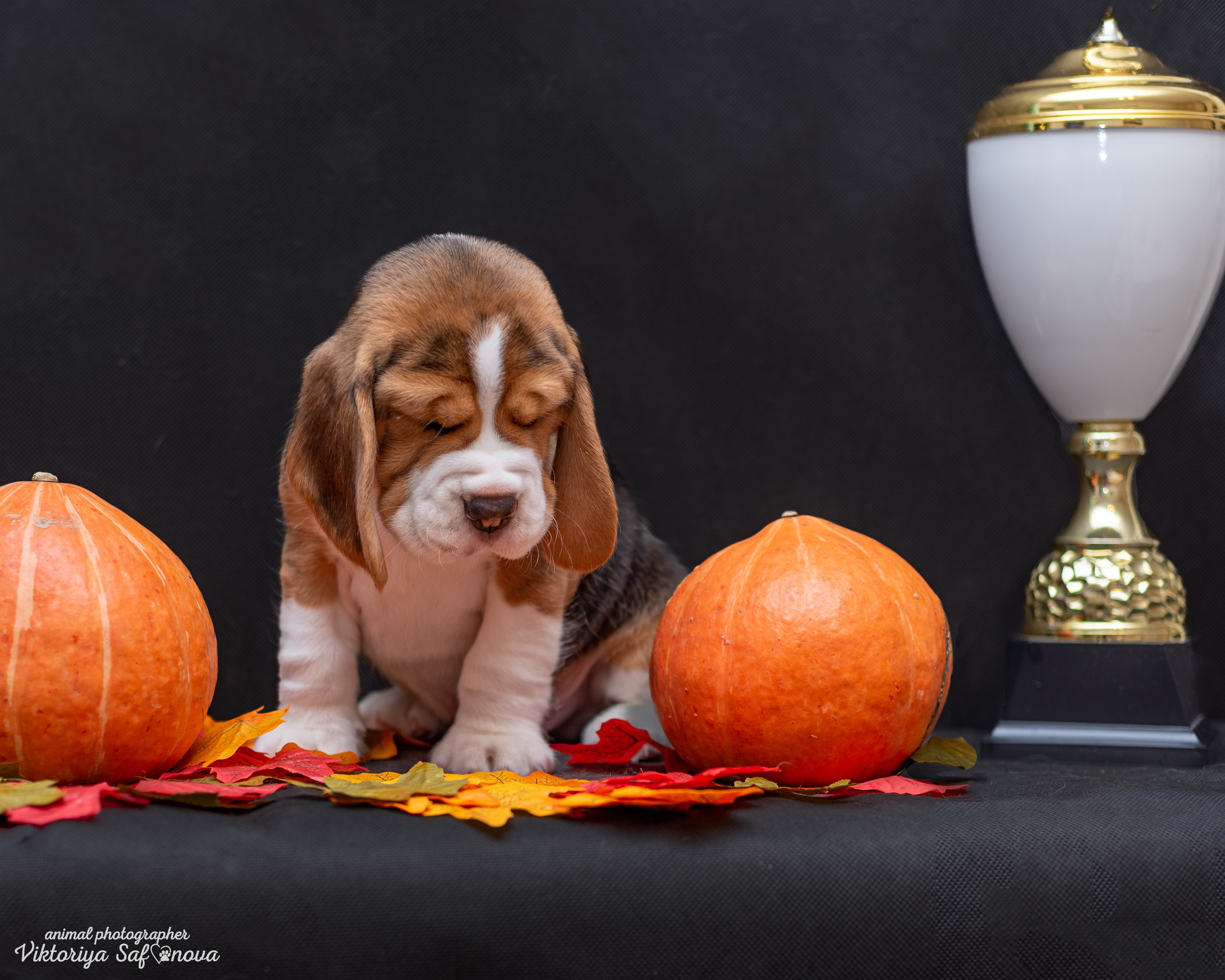 Бигли 25.09.2022. Фотограф анималист Благовещенск. Сафонова Виктория