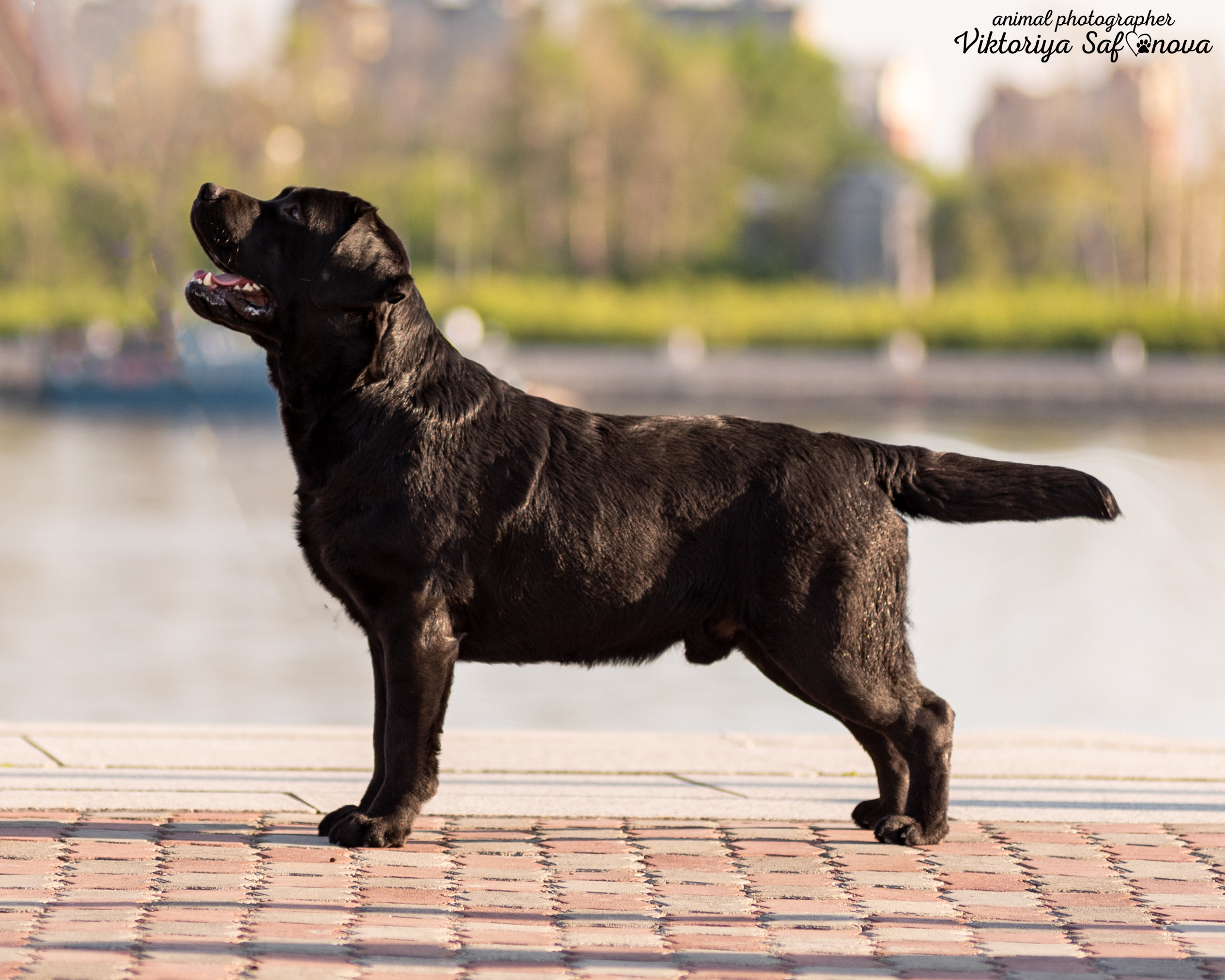 Лабрадор 07.06.2022. Фотограф анималист Благовещенск. Сафонова Виктория