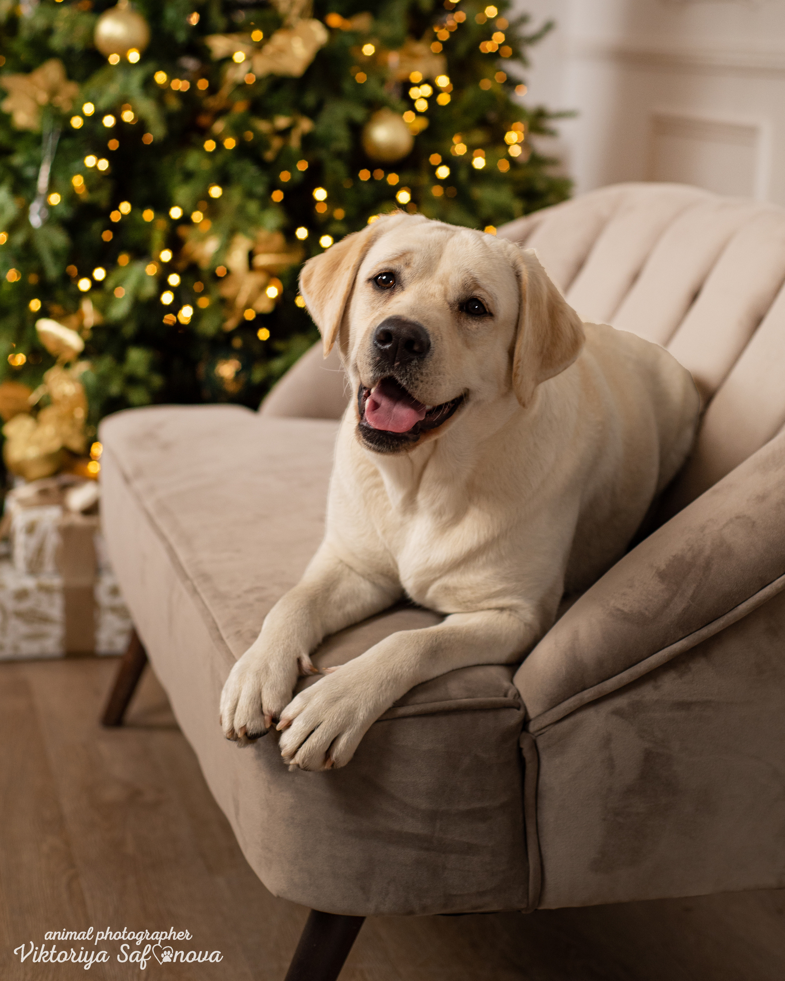 Кристина и Чика. Фотограф анималист Благовещенск. Сафонова Виктория
