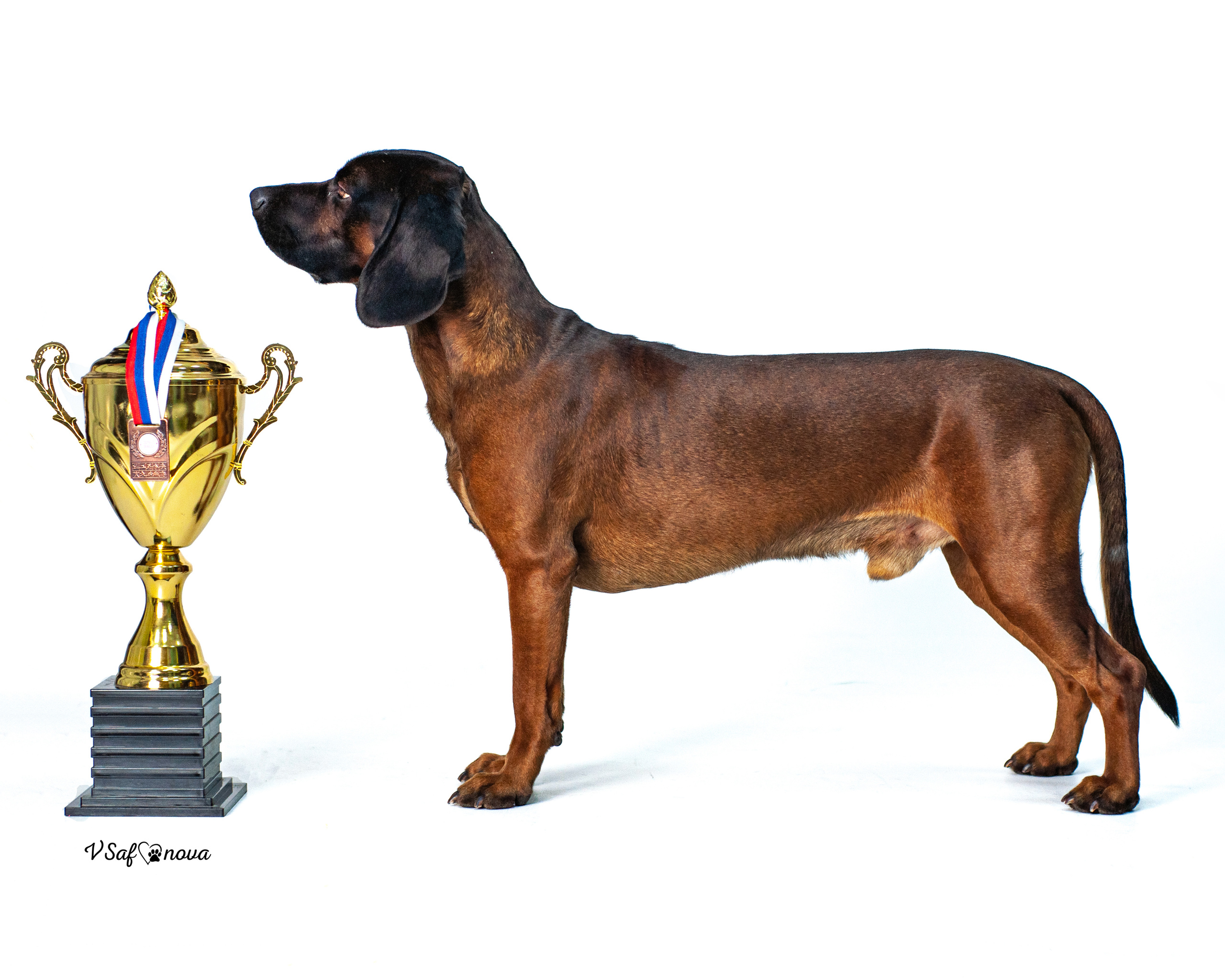 Баварская горная гончая 25.12.2021. Фотограф анималист Благовещенск. Сафонова Виктория