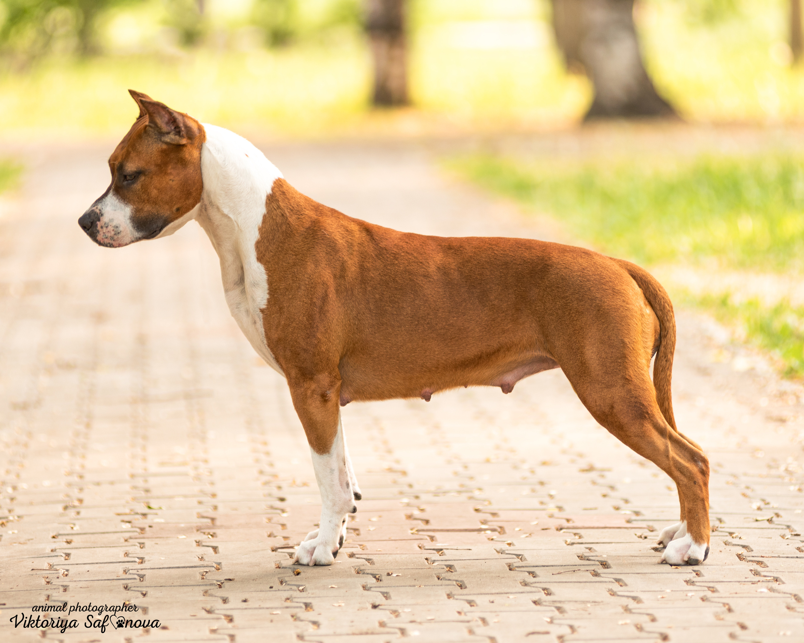 Американский стаффордширский терьер 14.06.2022. Фотограф анималист Благовещенск. Сафонова Виктория