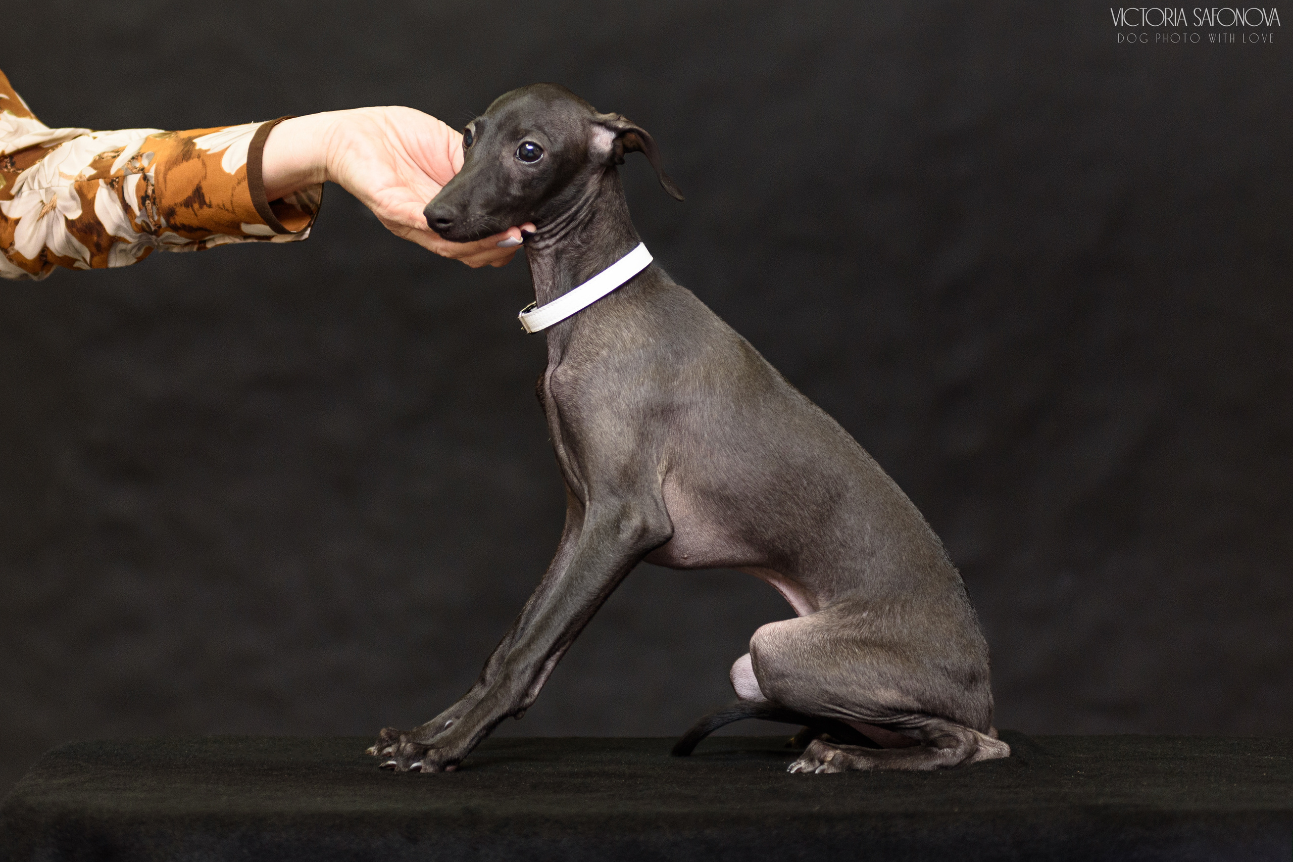 Левретки 20.03.2023. Фотограф анималист Благовещенск. Сафонова Виктория
