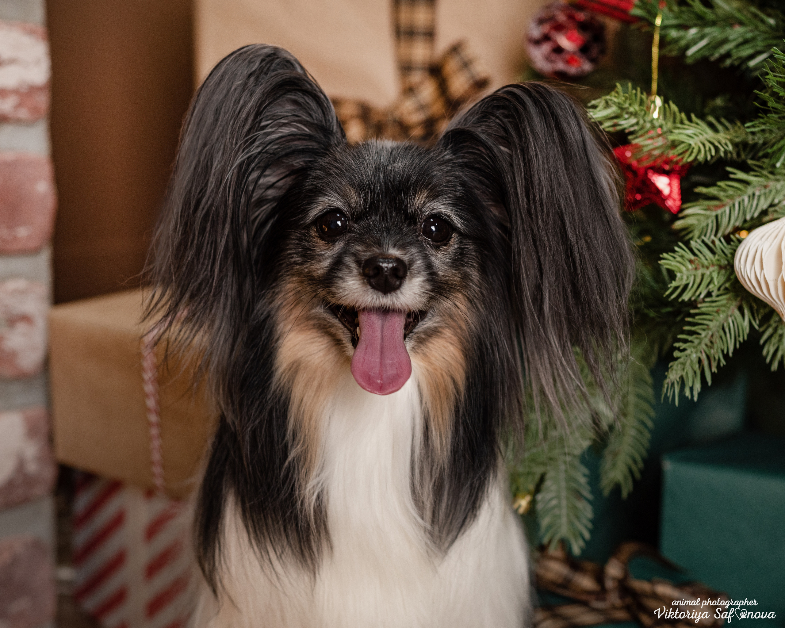Федя и Шустрый. Фотограф анималист Благовещенск. Сафонова Виктория