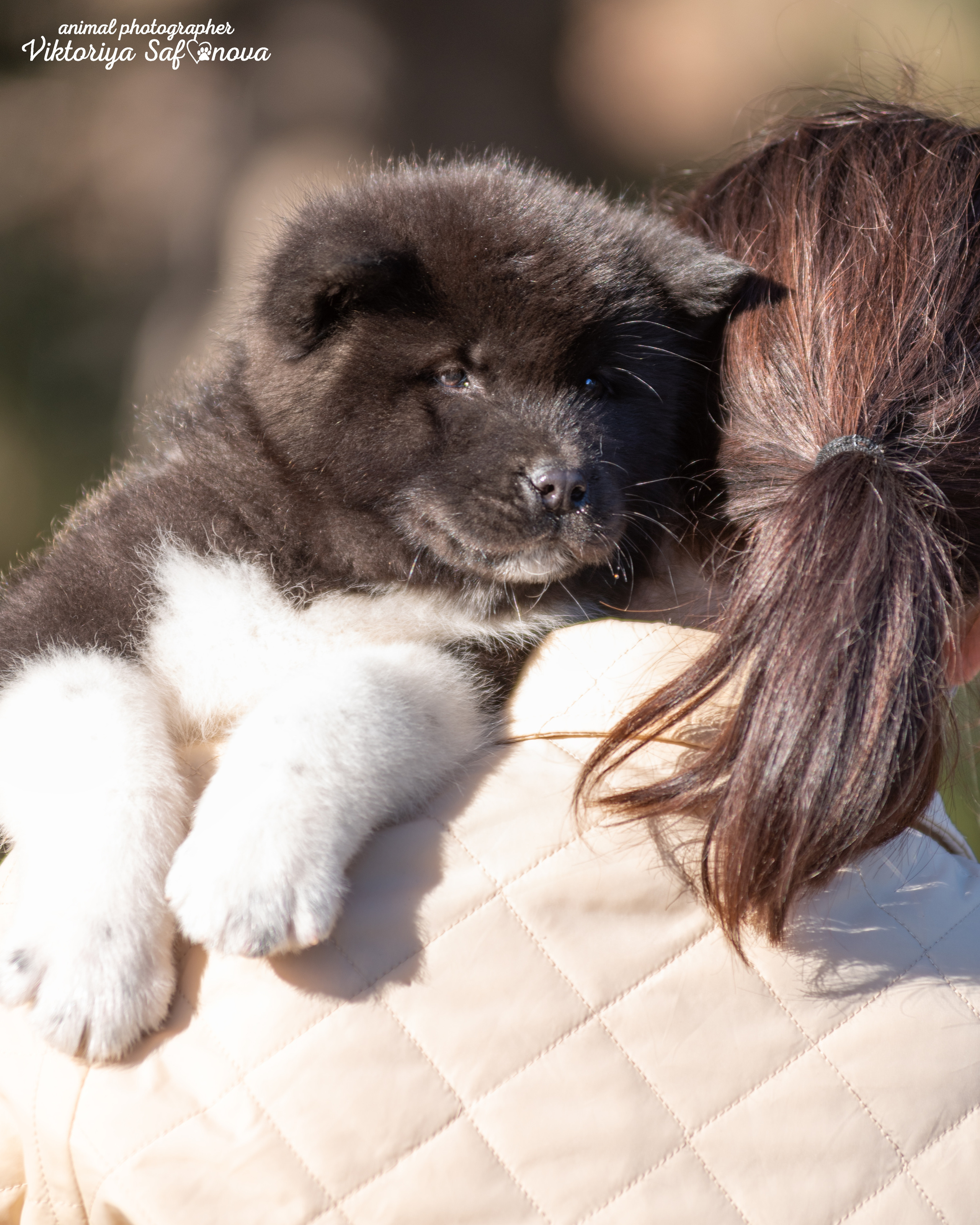 Американские акиты 10.10.2022. Фотограф анималист Благовещенск. Сафонова Виктория
