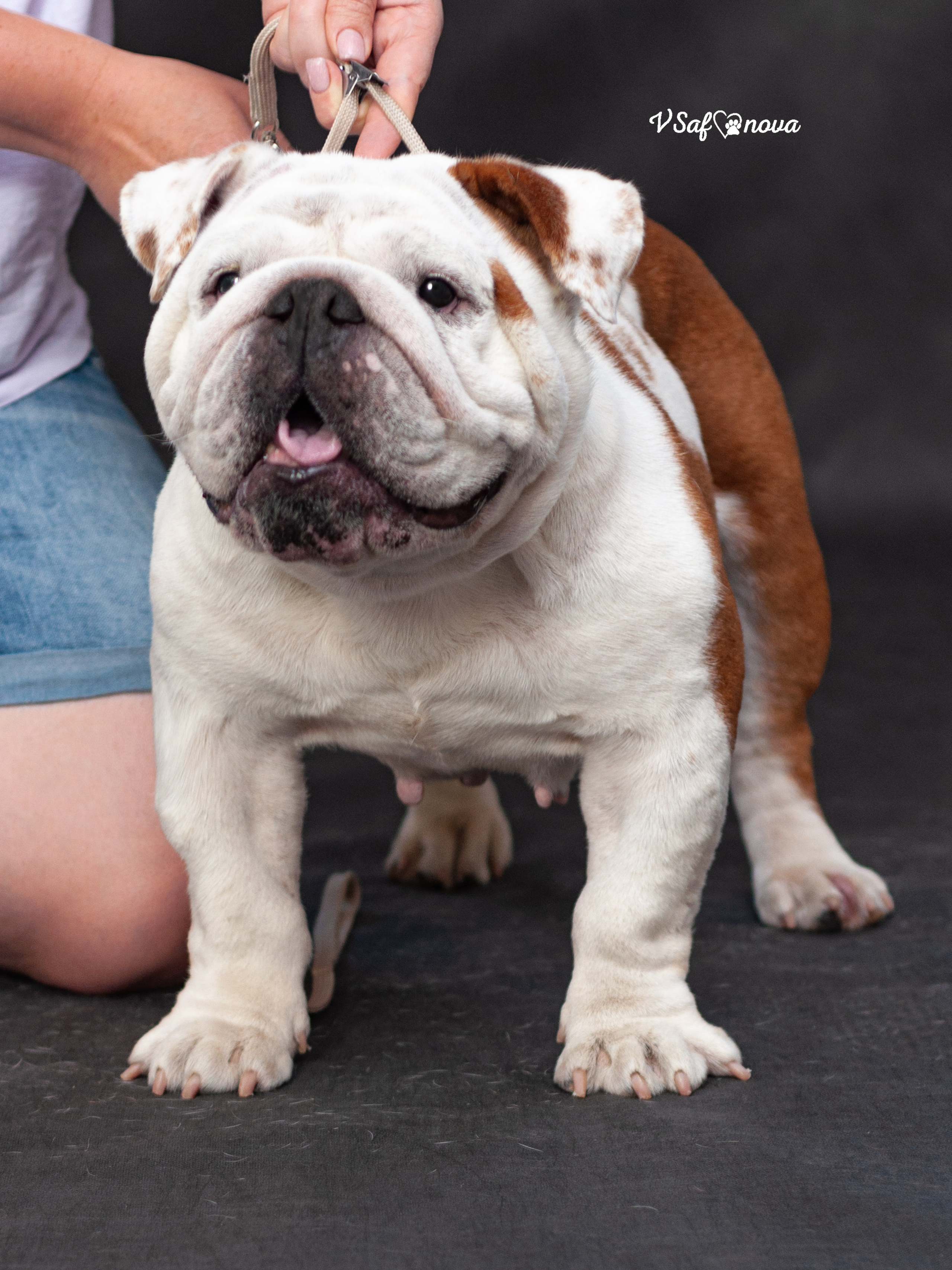 Бульдог 06.07.2021. Фотограф анималист Благовещенск. Сафонова Виктория
