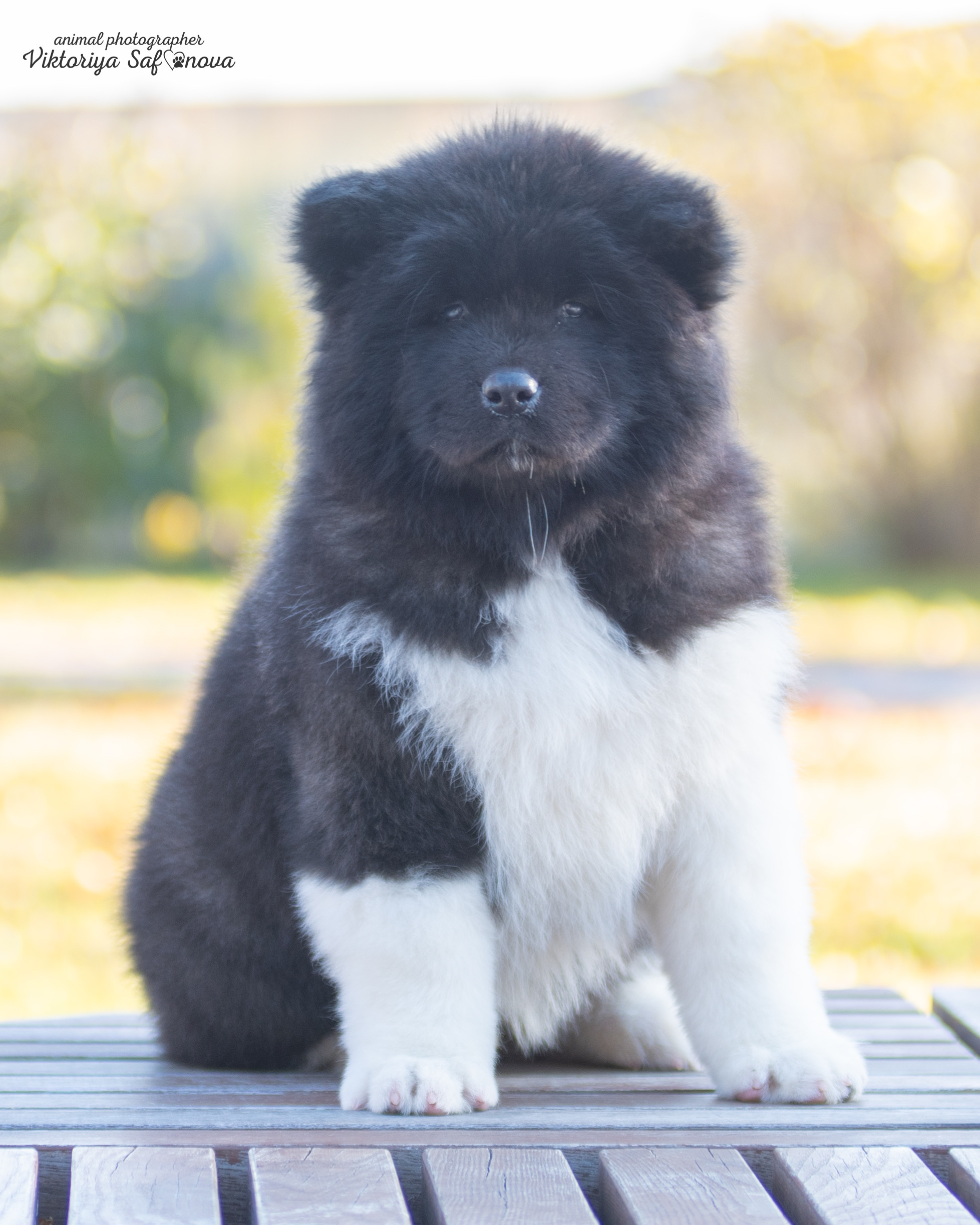 Американские акиты 10.10.2022. Фотограф анималист Благовещенск. Сафонова Виктория