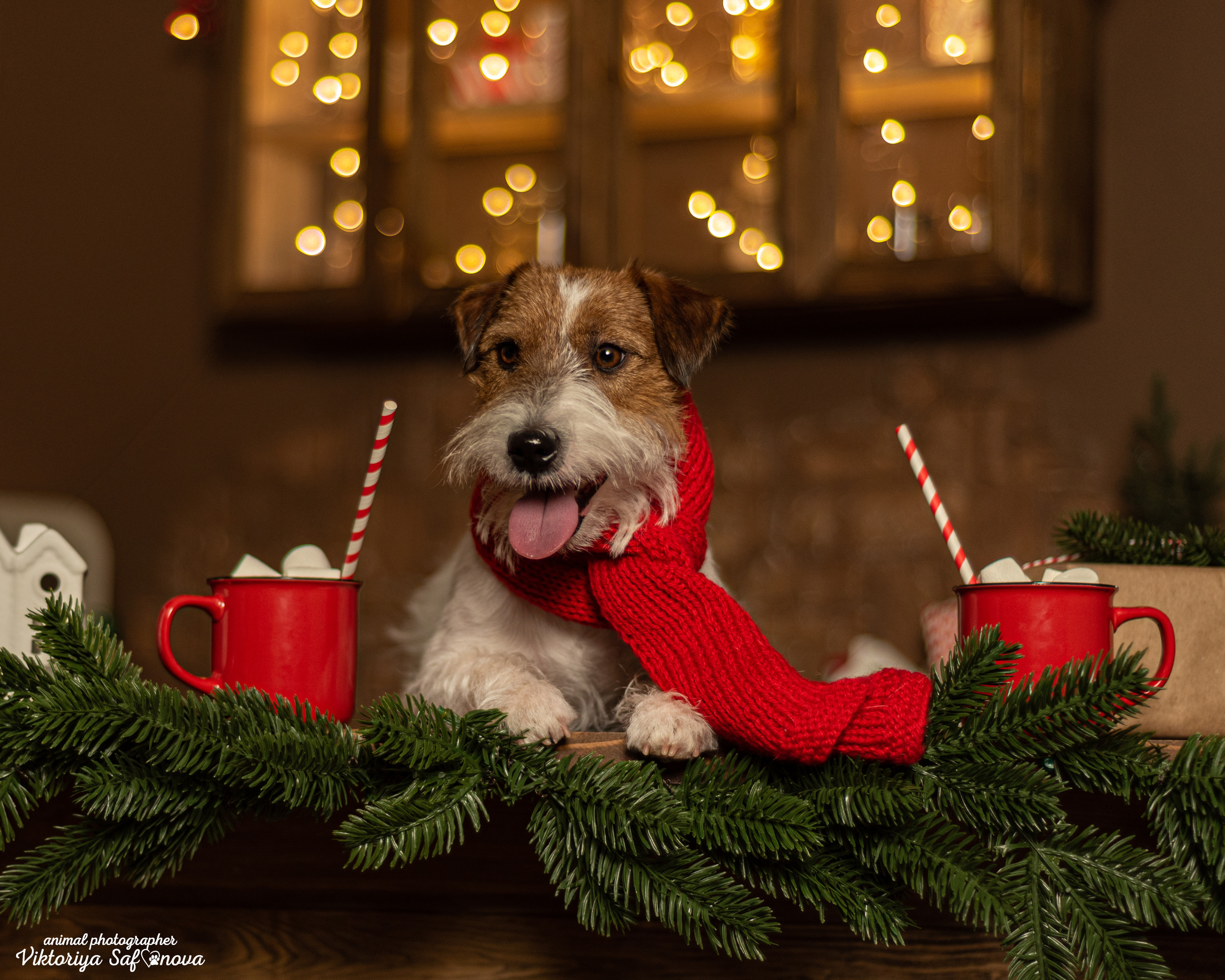 Перчик. Фотограф анималист Благовещенск. Сафонова Виктория
