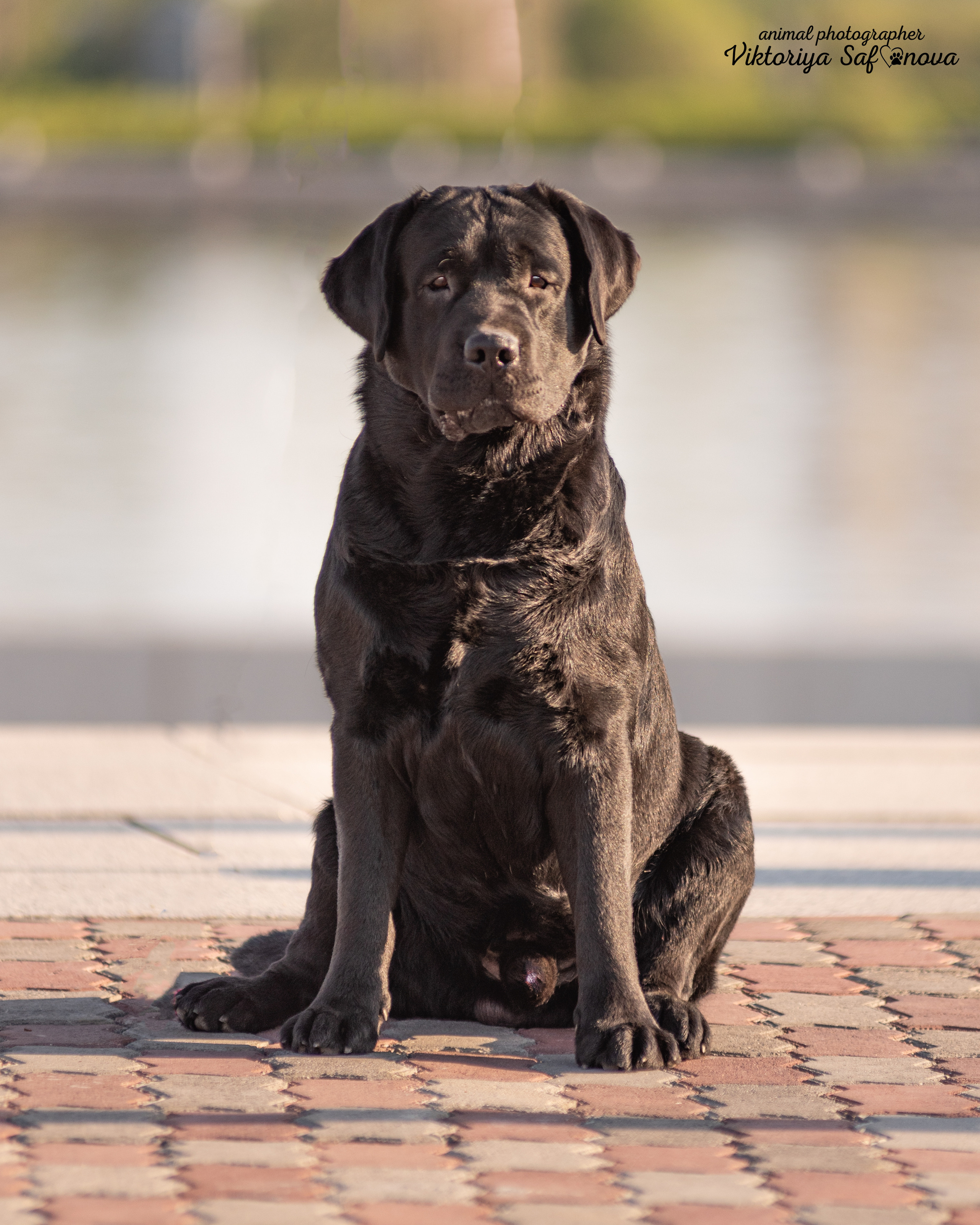 Лабрадор 07.06.2022. Фотограф анималист Благовещенск. Сафонова Виктория
