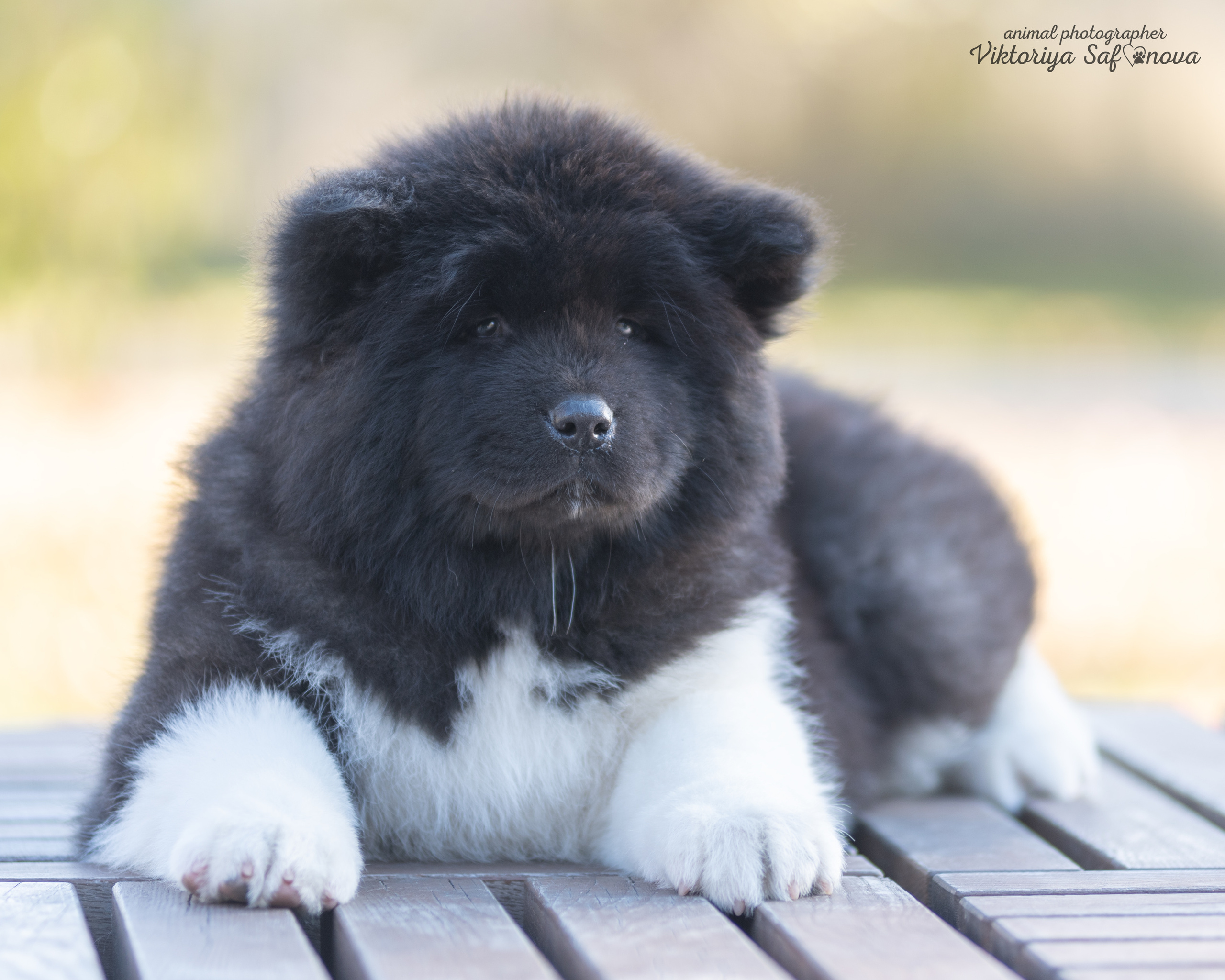 Американские акиты 10.10.2022. Фотограф анималист Благовещенск. Сафонова Виктория