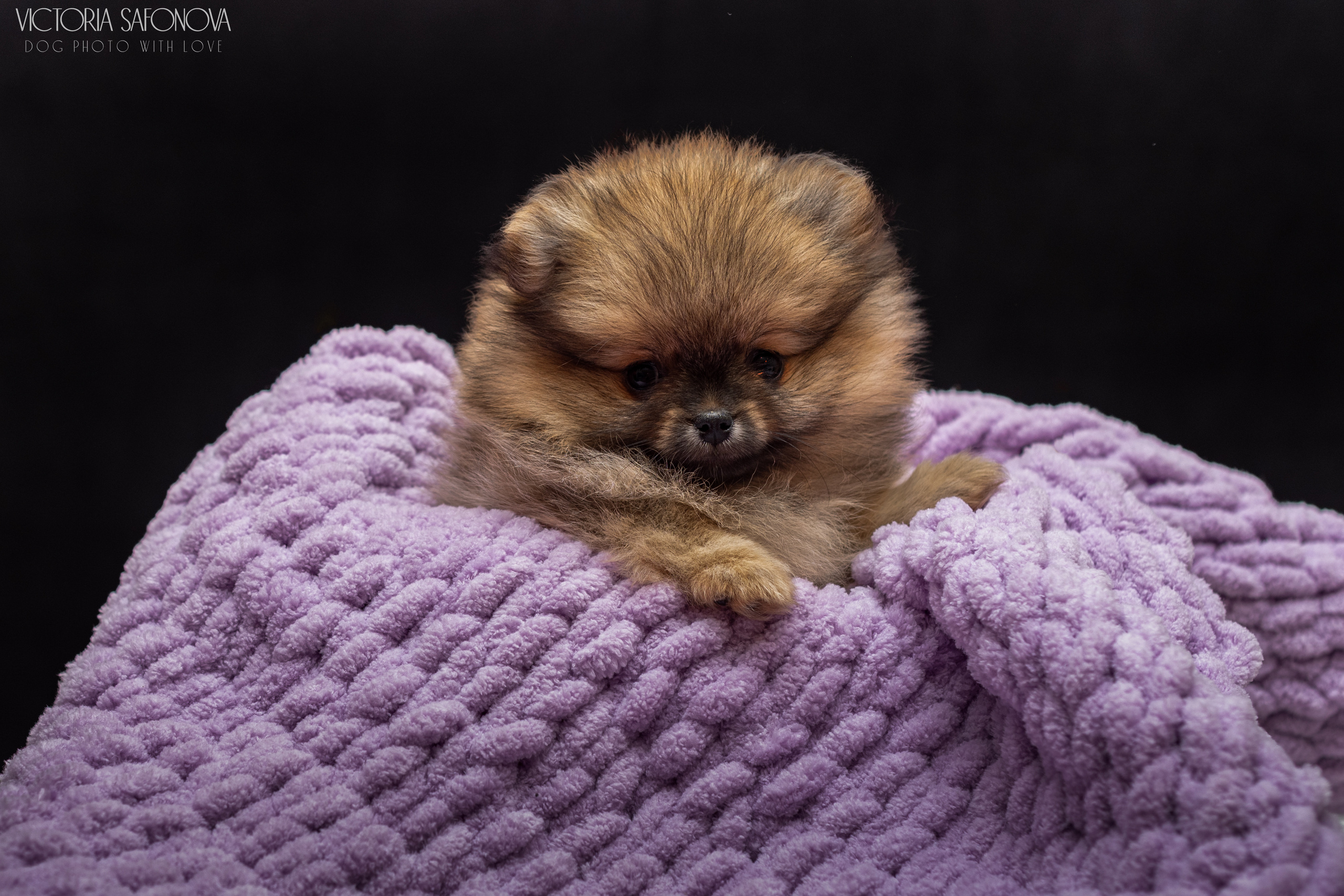 Шпицы 10.03.2023. Фотограф анималист Благовещенск. Сафонова Виктория