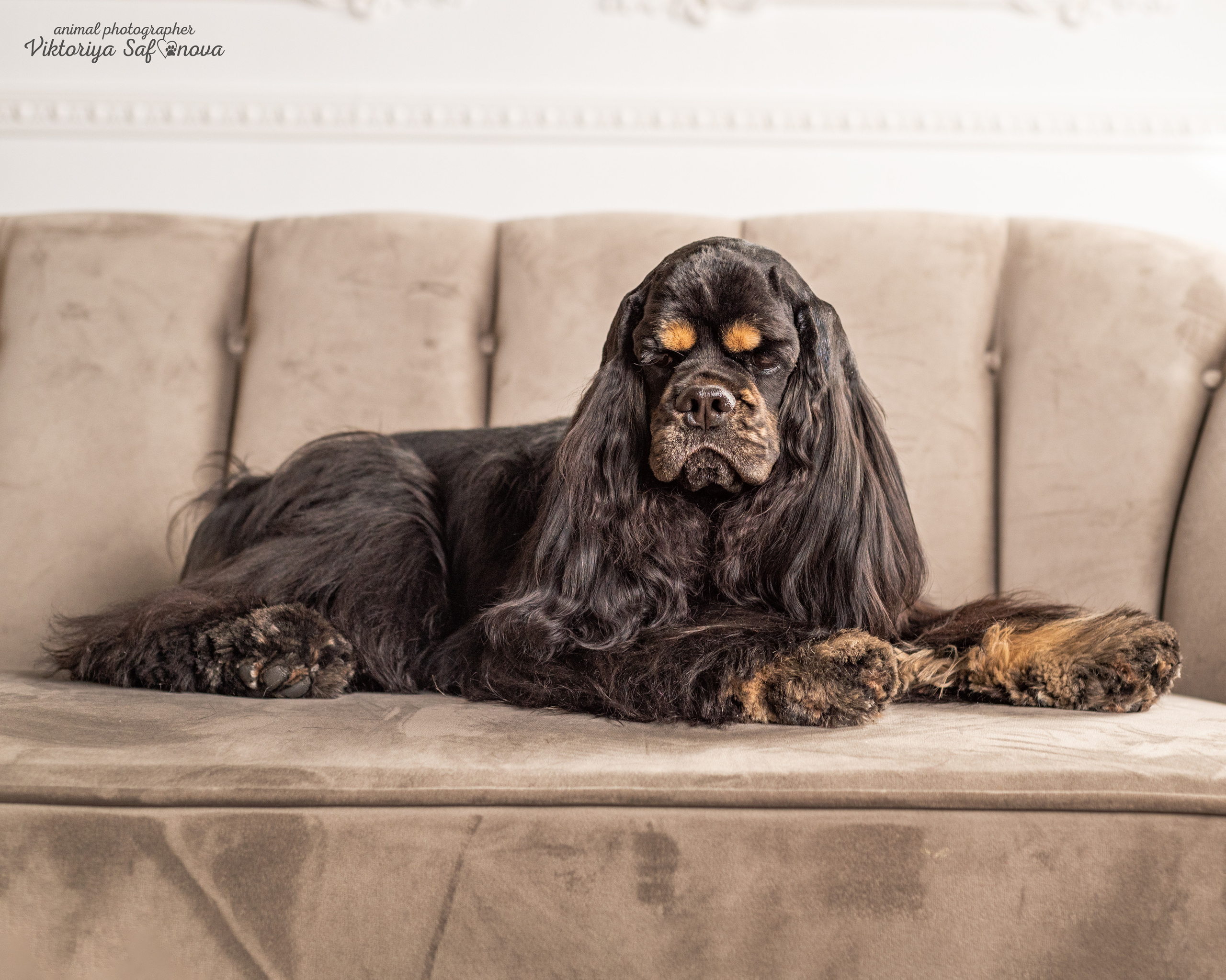 Акуна. Фотограф анималист Благовещенск. Сафонова Виктория