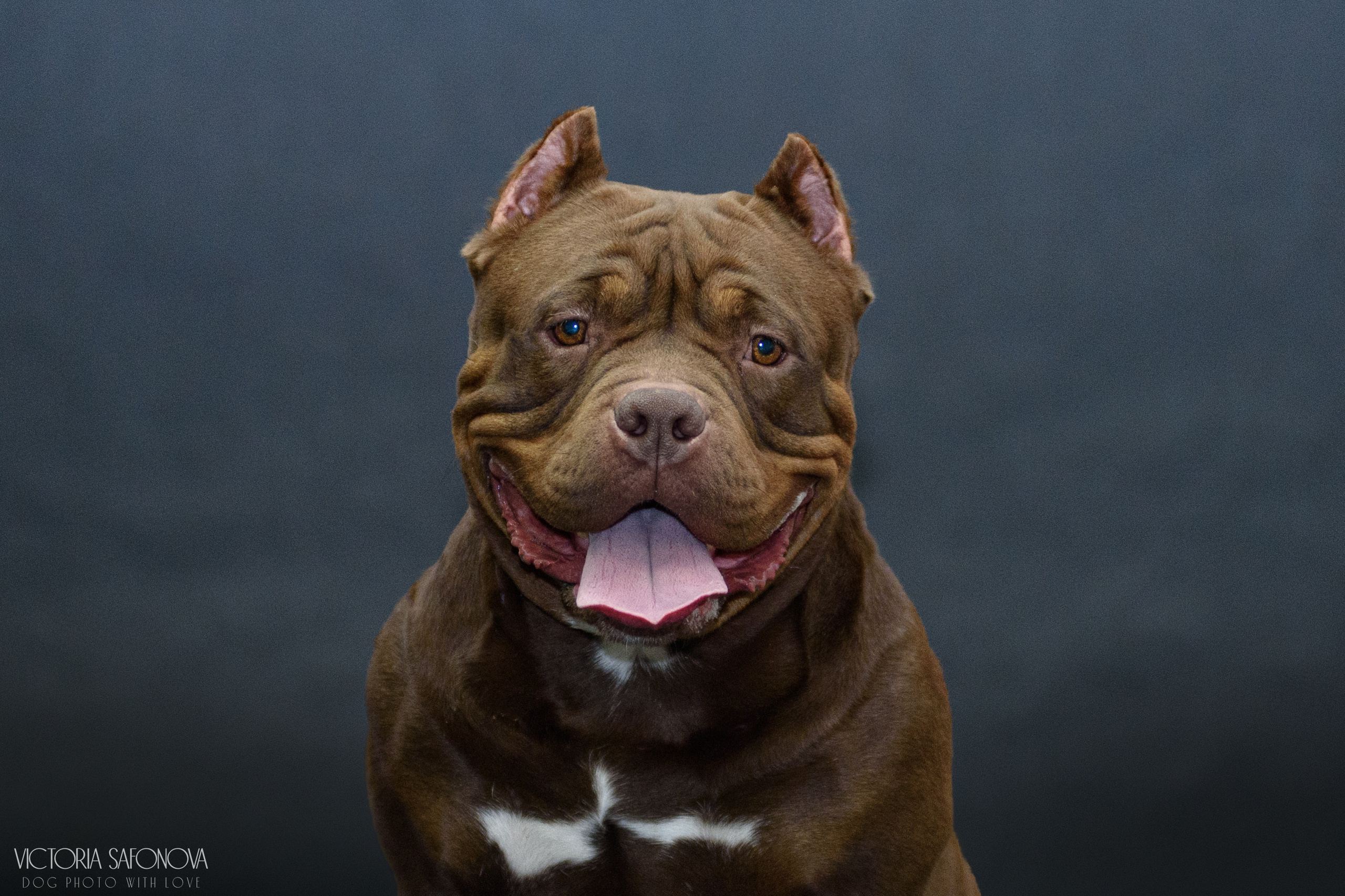 Американские булли 28.02.2023. Фотограф анималист Благовещенск. Сафонова Виктория